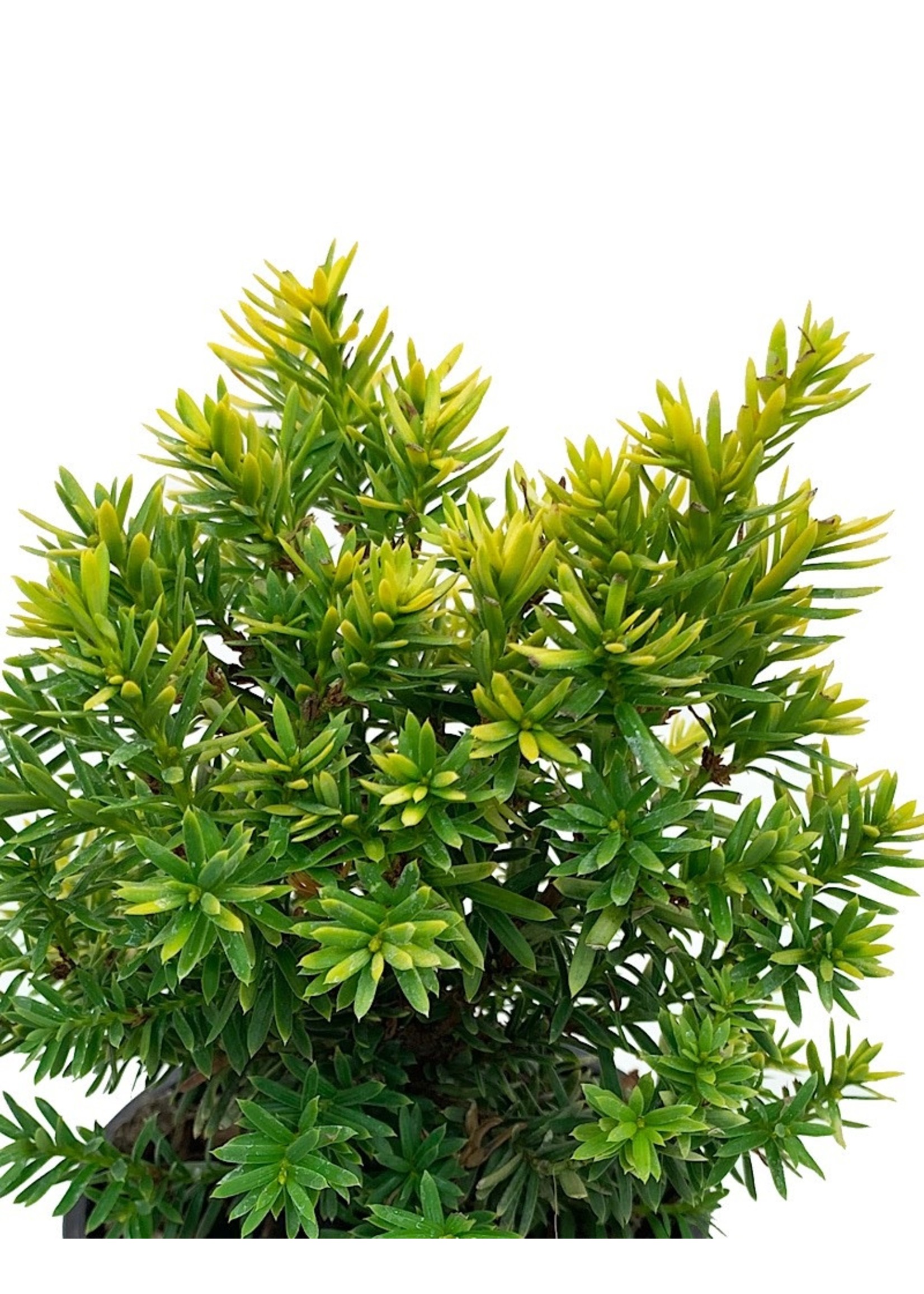 Taxus cuspidata 'Nana Aurescens' 4 Inch