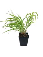 Hakonechloa macra 'Aureola'  4 inch