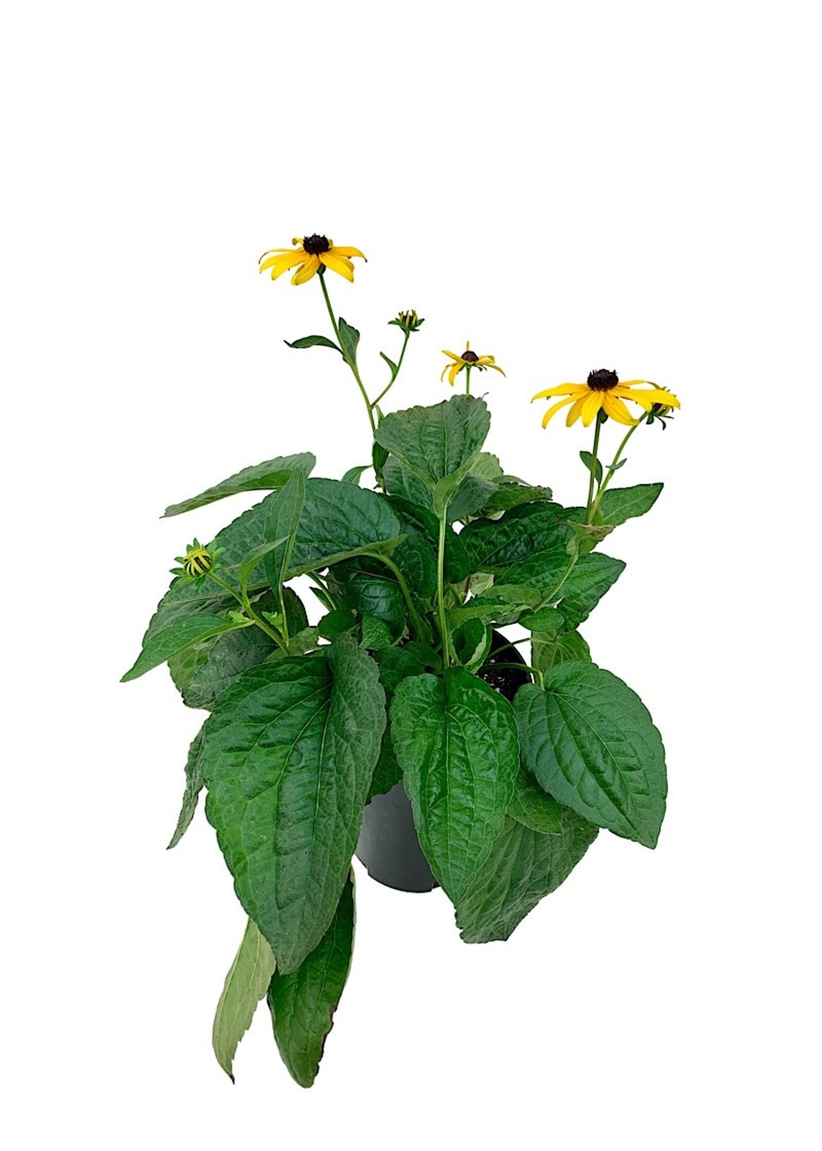 Rudbeckia fulgida var. sullivantii 'Goldsturm' 1 Gallon