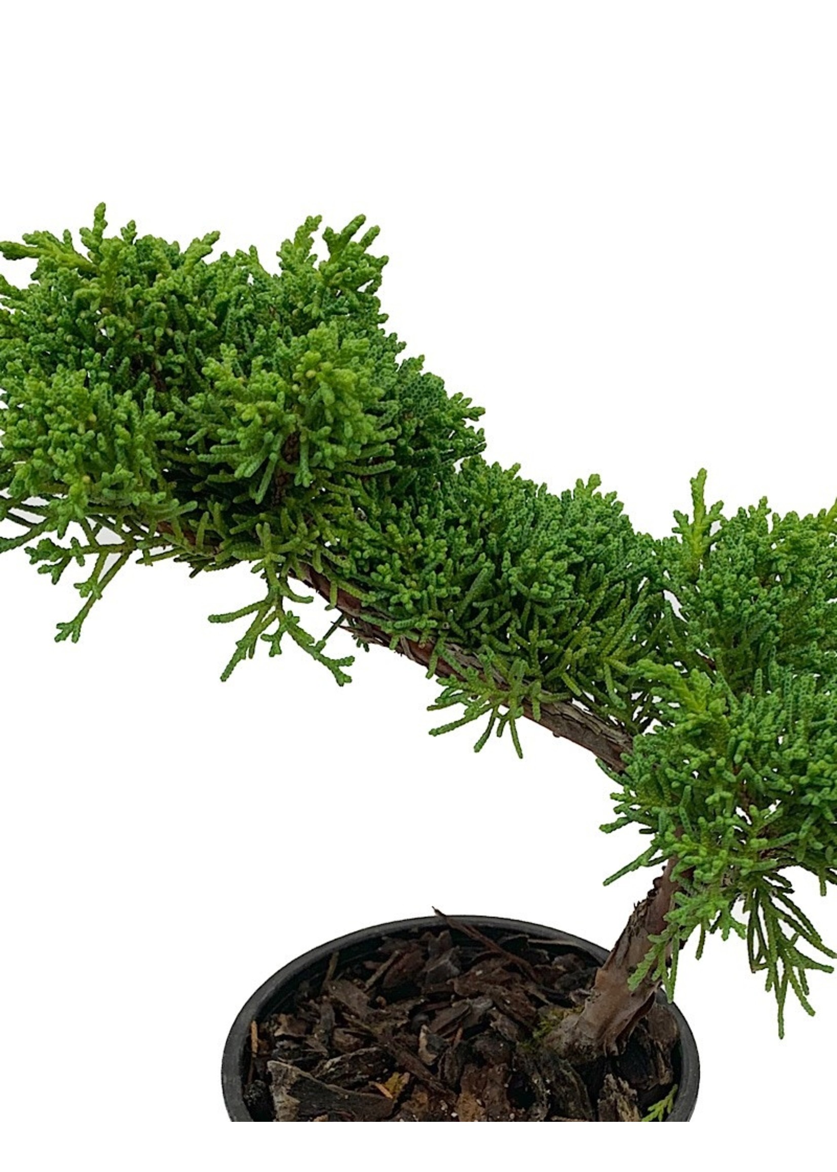 Juniperus c. 'Shimpaku' Bonsai  4 inch