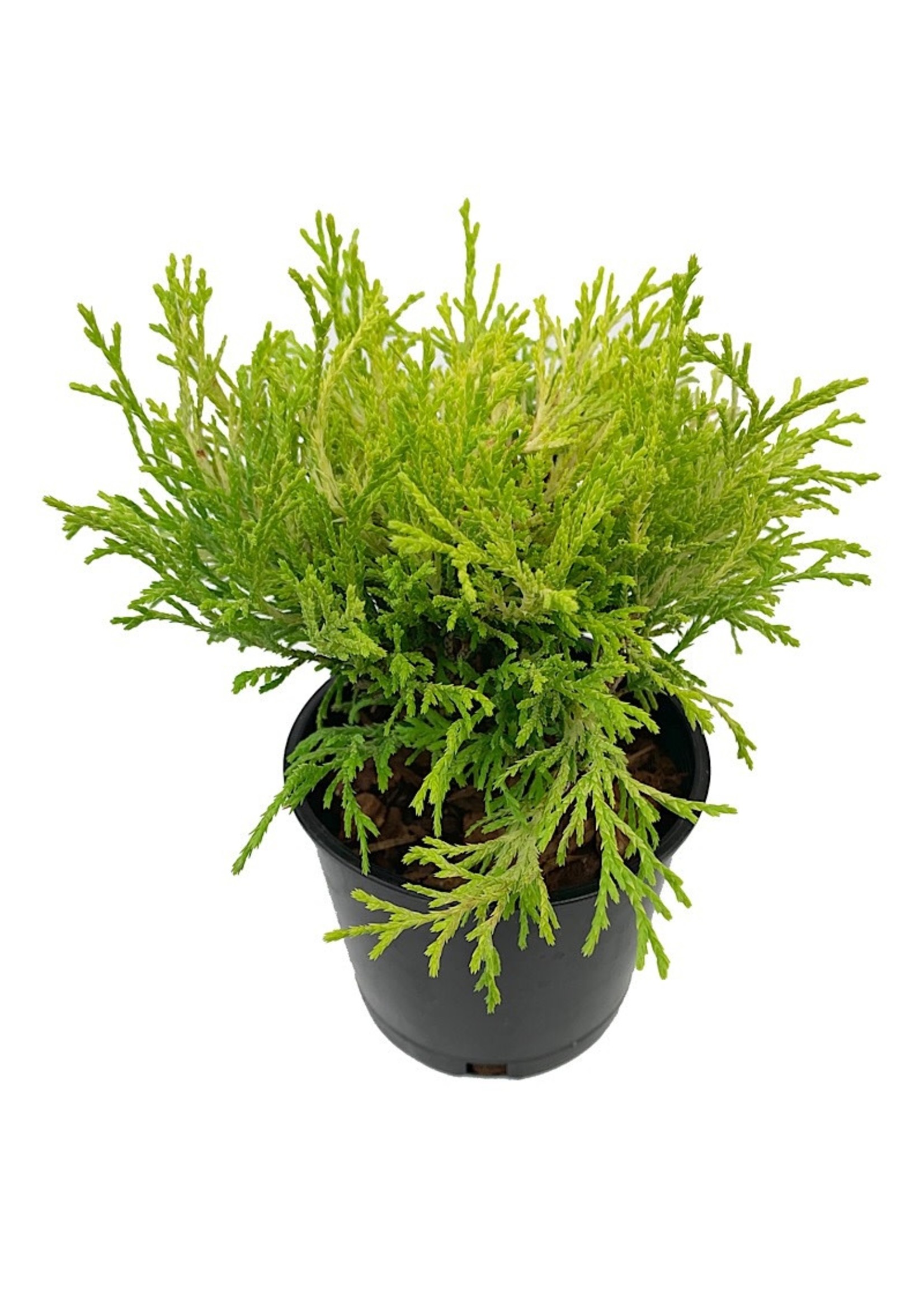 Chamaecyparis pisifera 'Golden Mop'  4 Inch