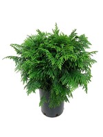 Thuja plicata 'Grune Kugel'  1 gal