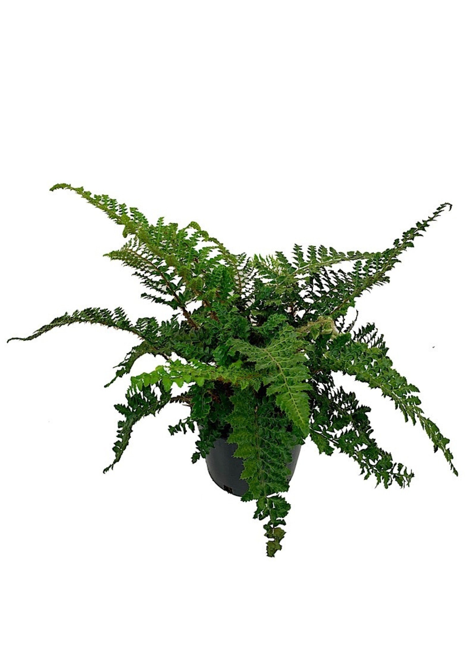 Polystichum polyblepharum 1 Gallon