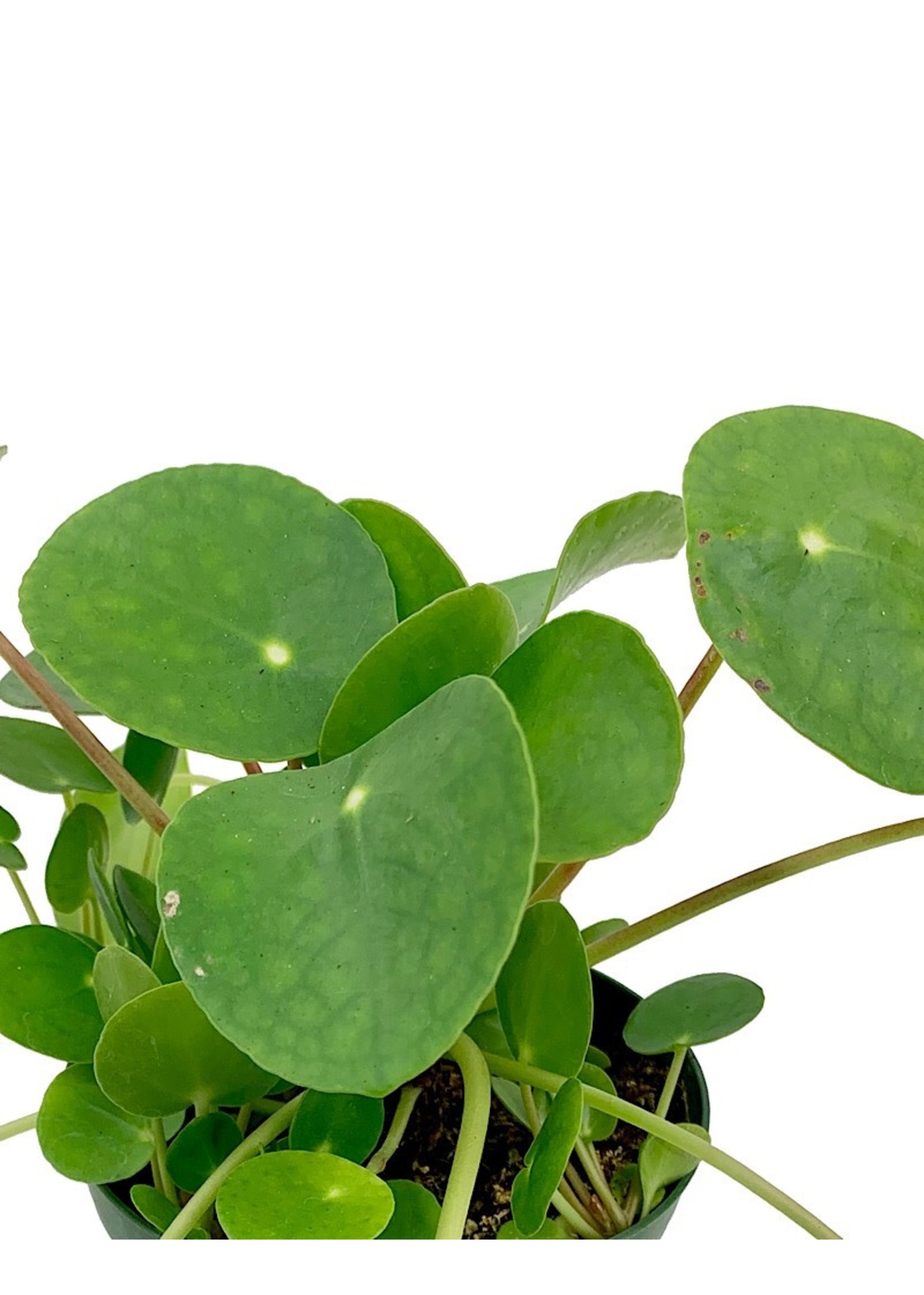Pilea peperomioides 4 Inch
