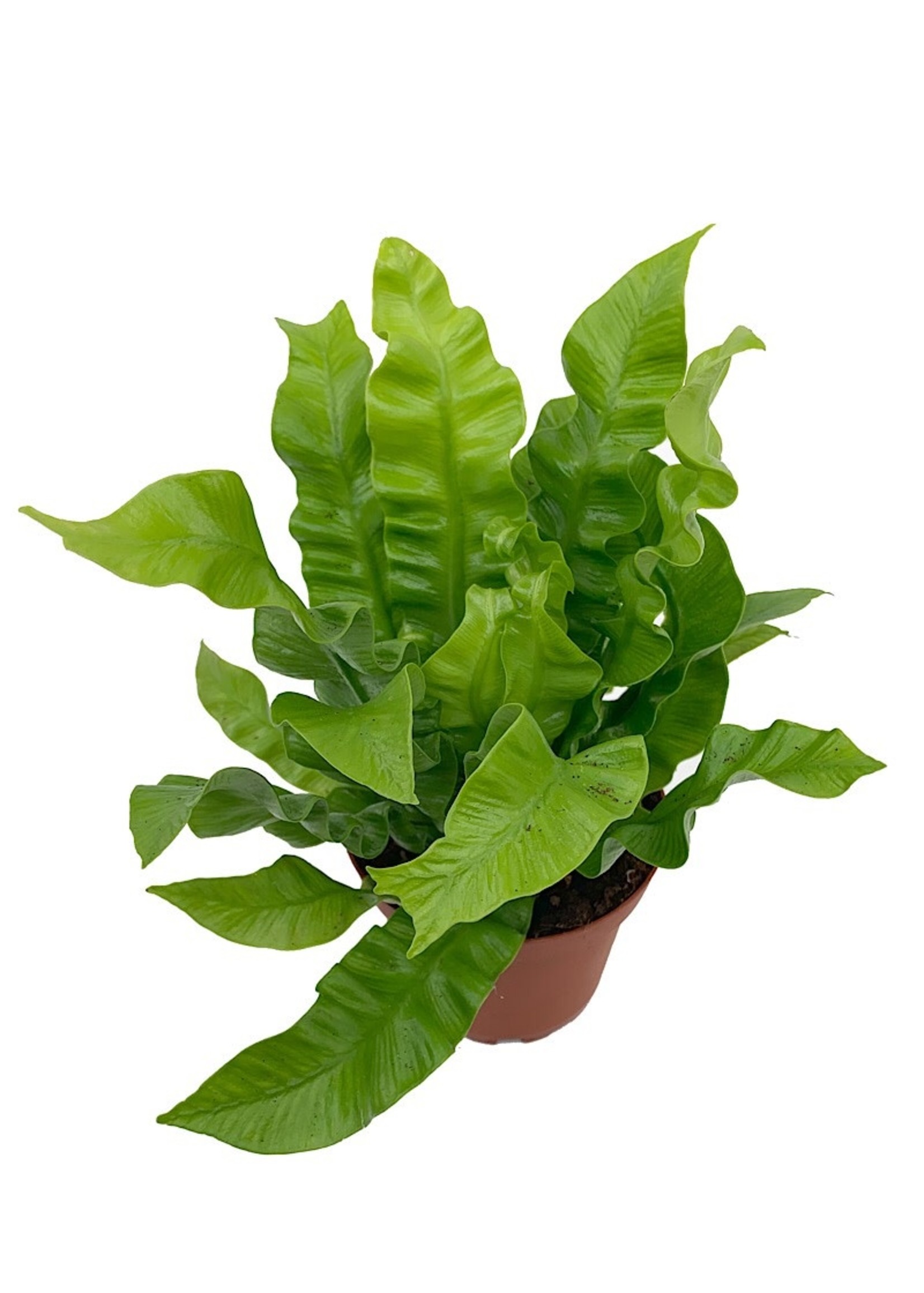 Asplenium nidus 'Crispy Wave' 4 Inch