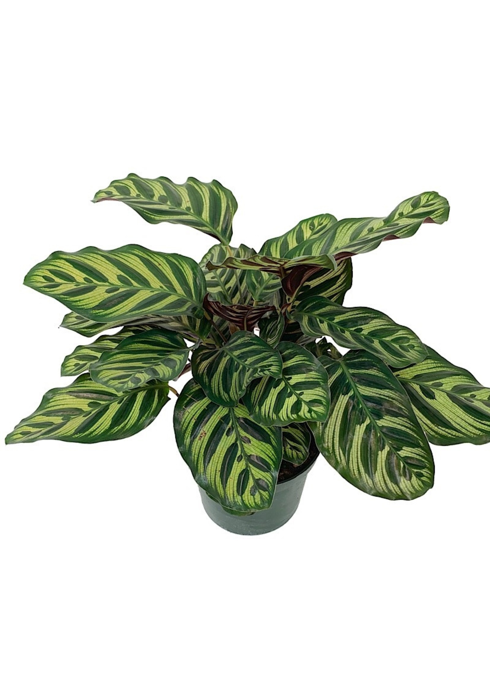 Calathea makoyana 1 Gallon