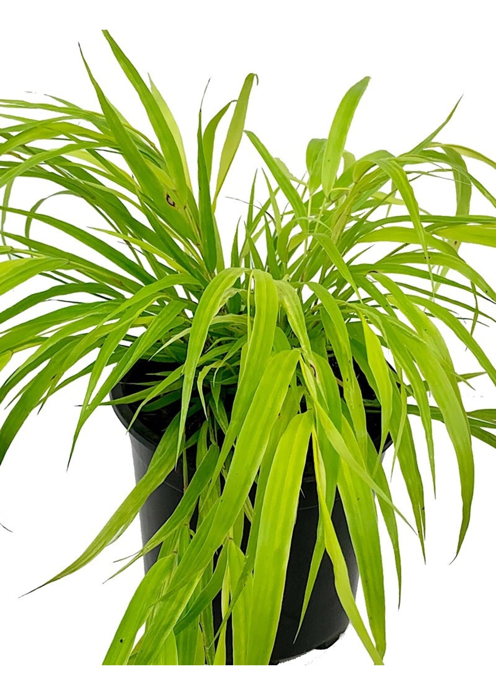 Hakonechloa macra 'Sunflare' 1 Gallon