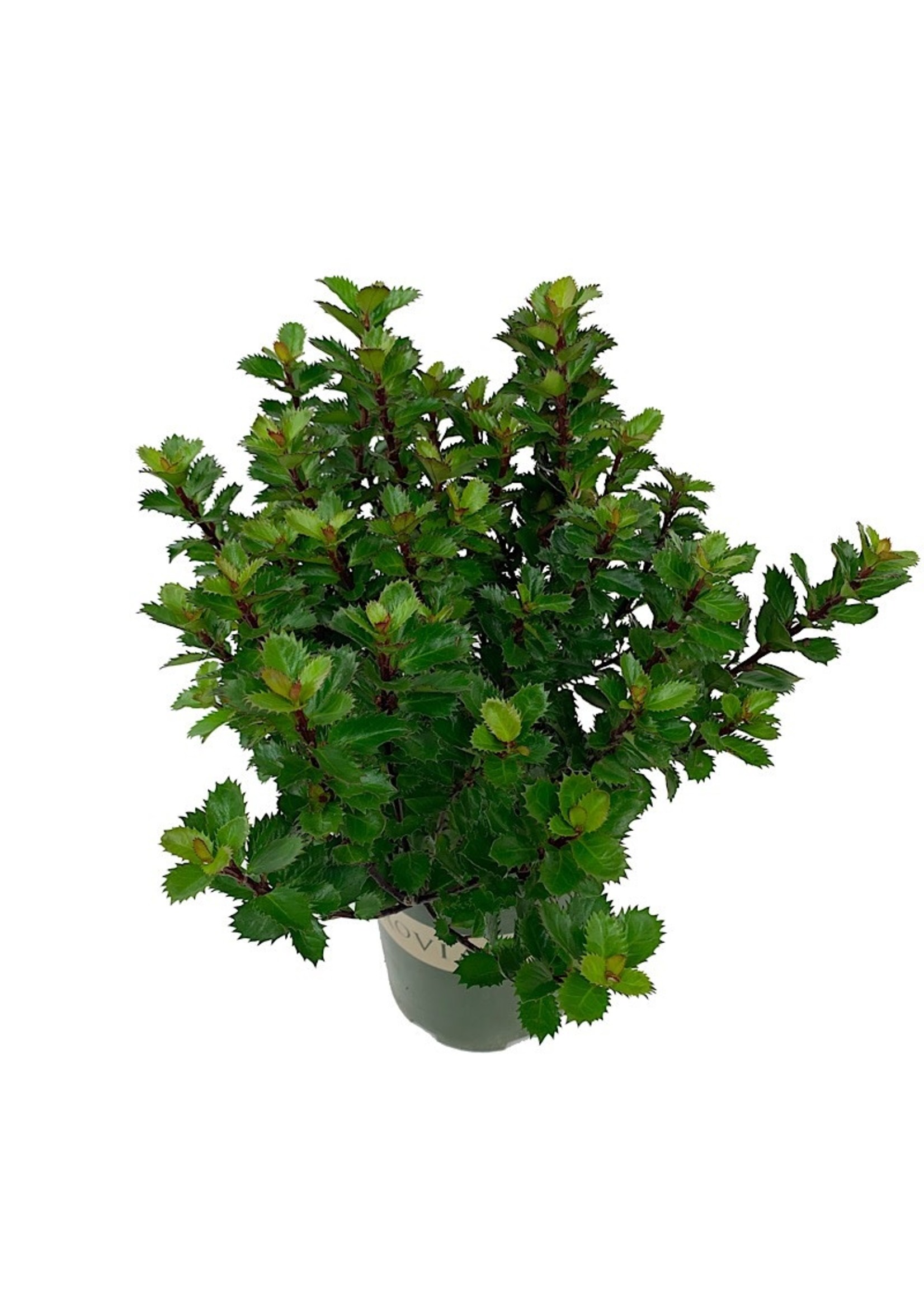 Ilex x 'Scallywag' 1 Gallon