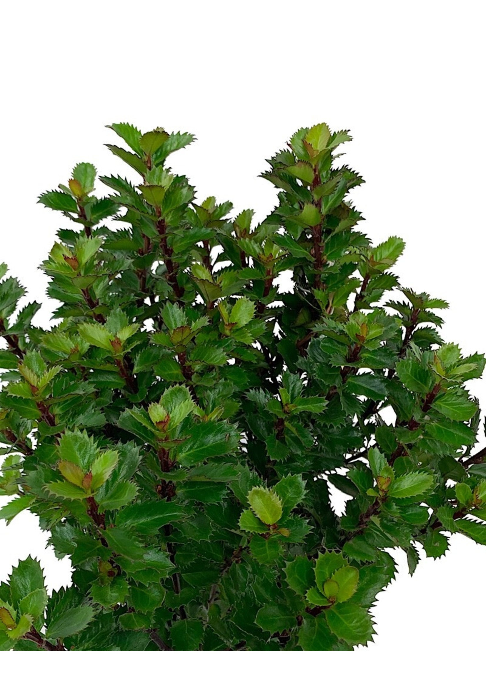 Ilex x 'Scallywag' 1 Gallon