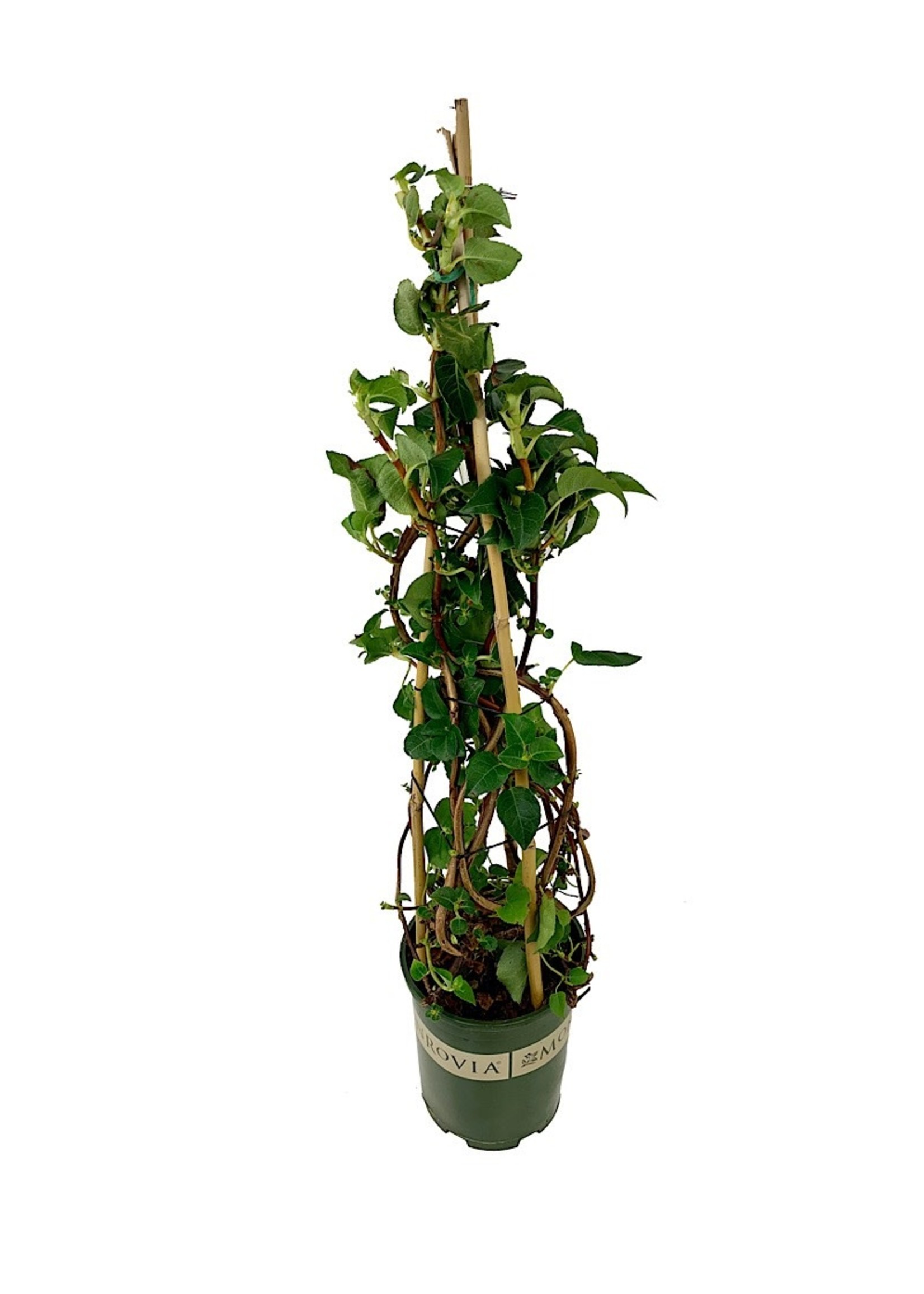 Hydrangea anomala petiolaris 1 Gallon