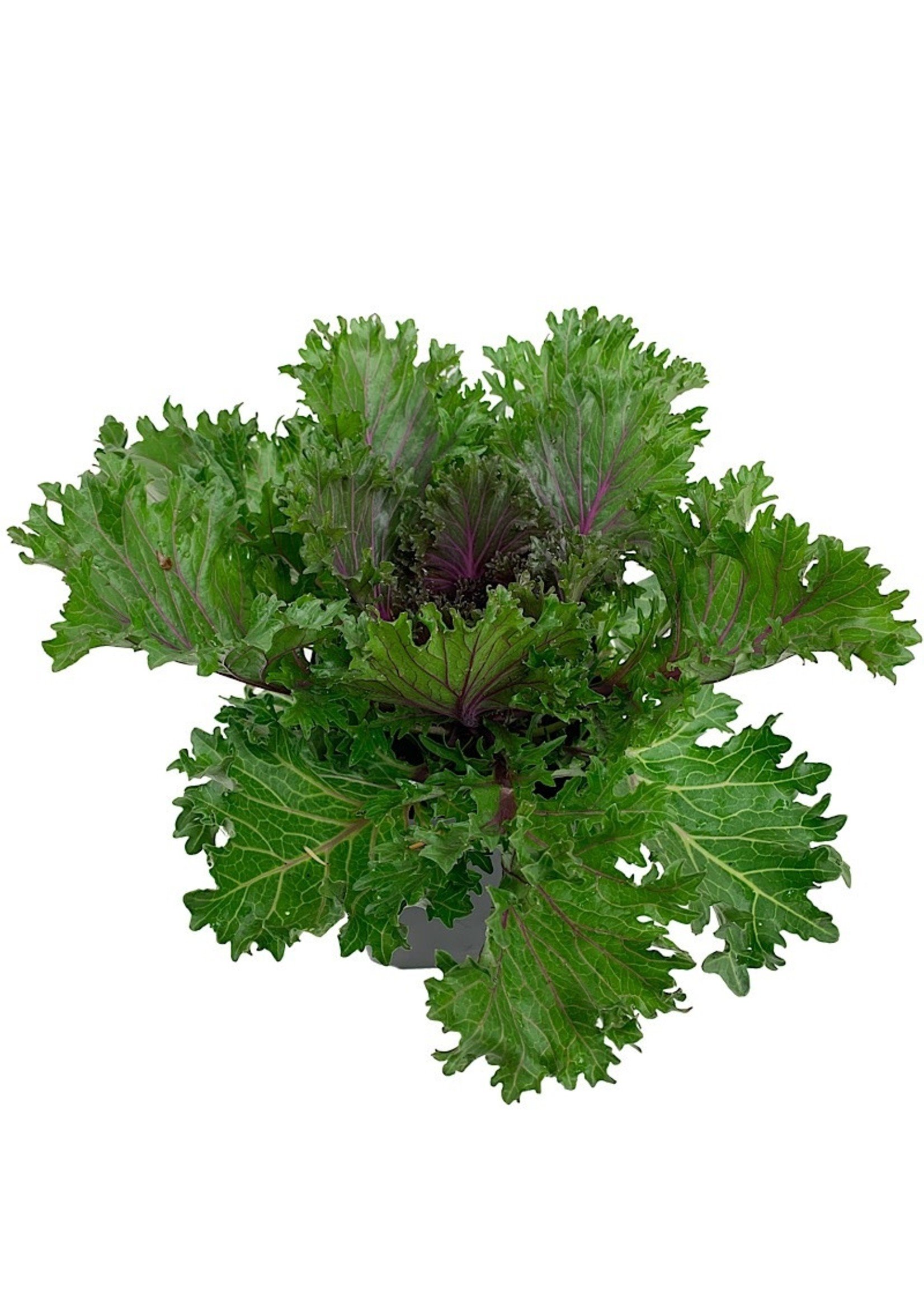 Kale 'Glamour Red'  1 Gallon