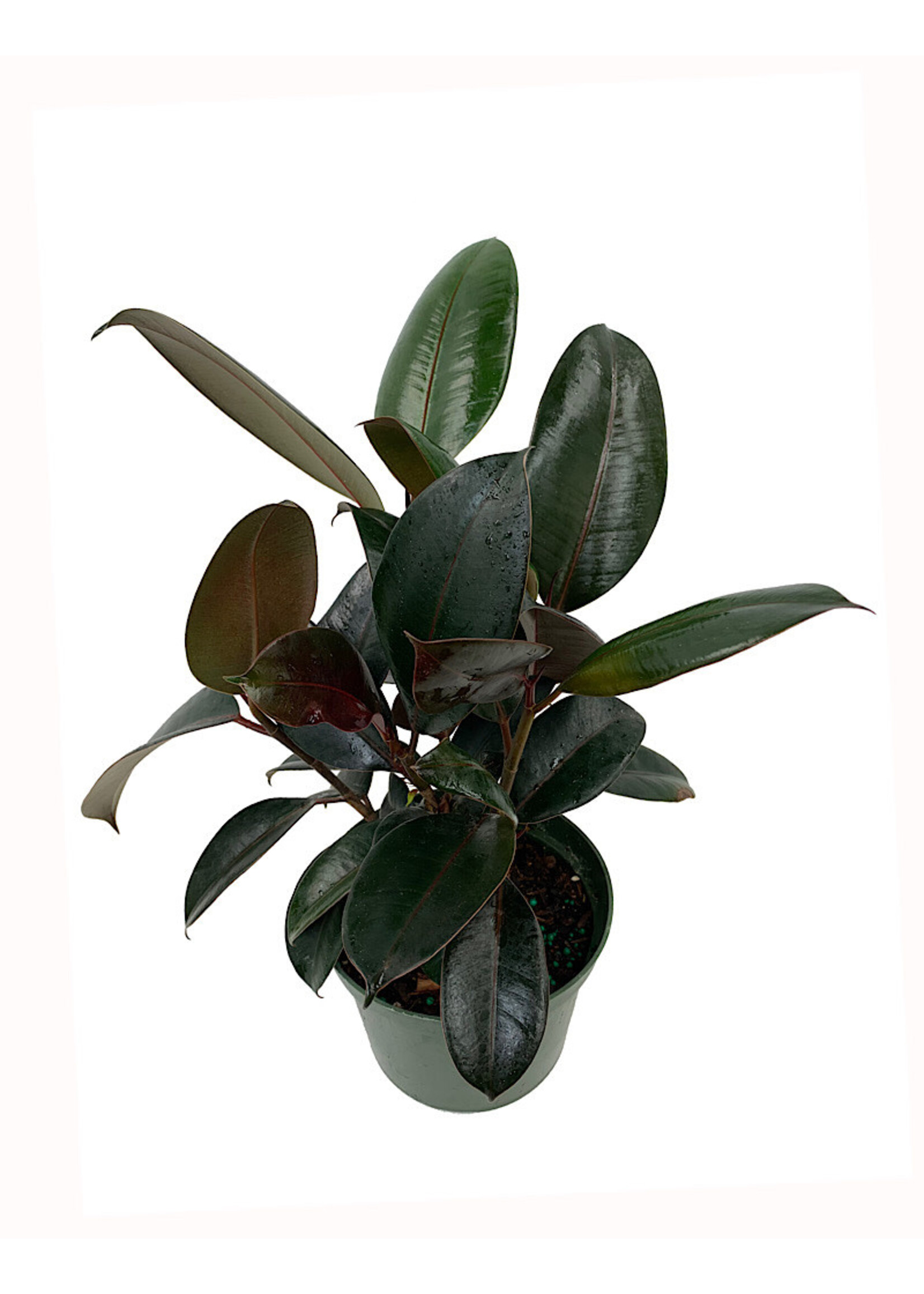 Ficus elastica 'Burgundy'  6 Inch