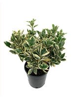 Euonymus japonicus 'Silver King'  1 Gallon