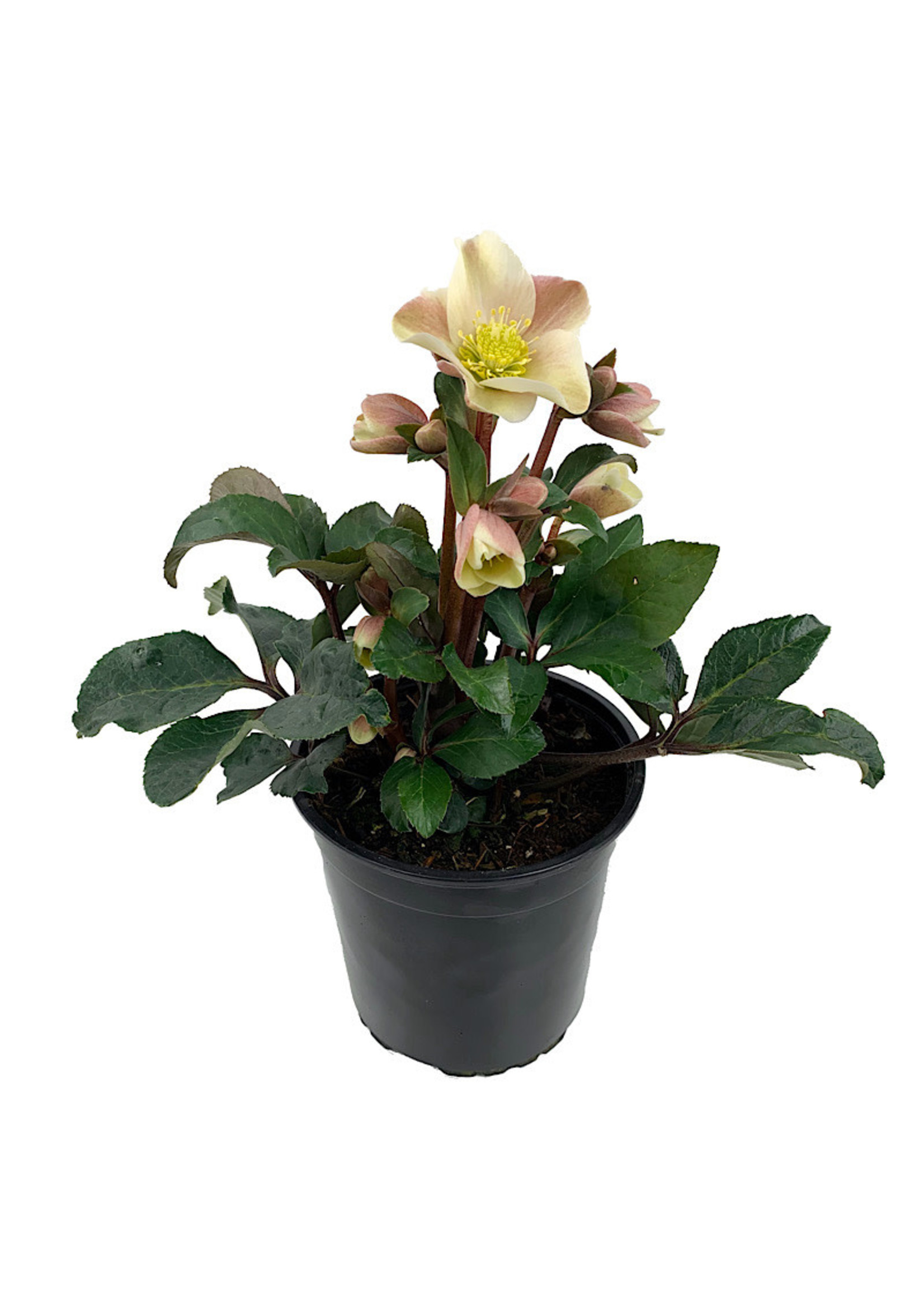 Helleborus 'Cinnamon Snow'  1 Gallon