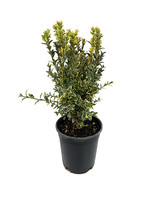 Buxus sempervirens 'Aureo variegata'  1 Gal