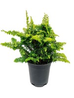 Chamaecyparis obtusa 'Fernspray Gold'