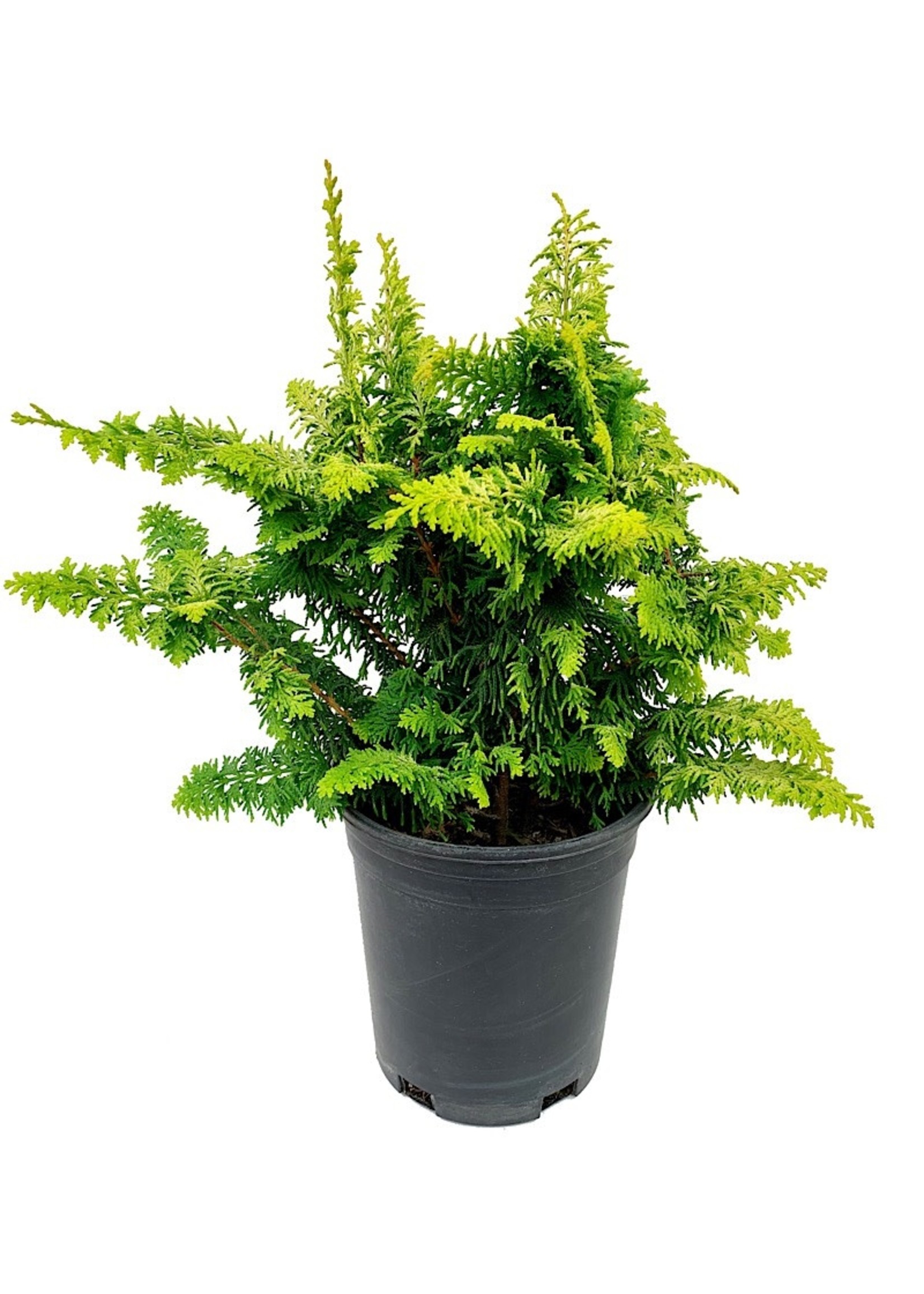 Chamaecyparis obtusa 'Fernspray Gold'