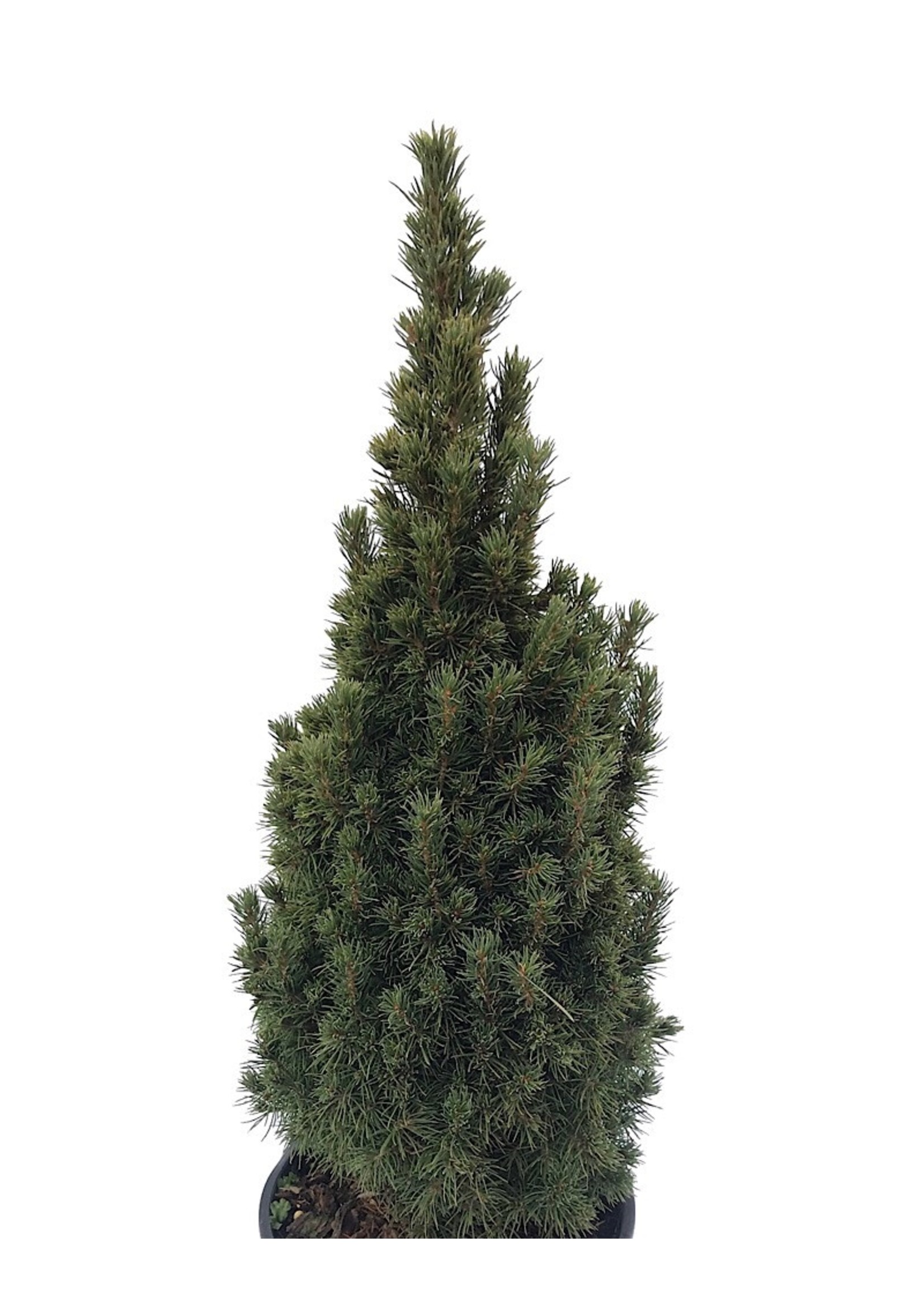 Picea glauca 'Jean's Dilly'