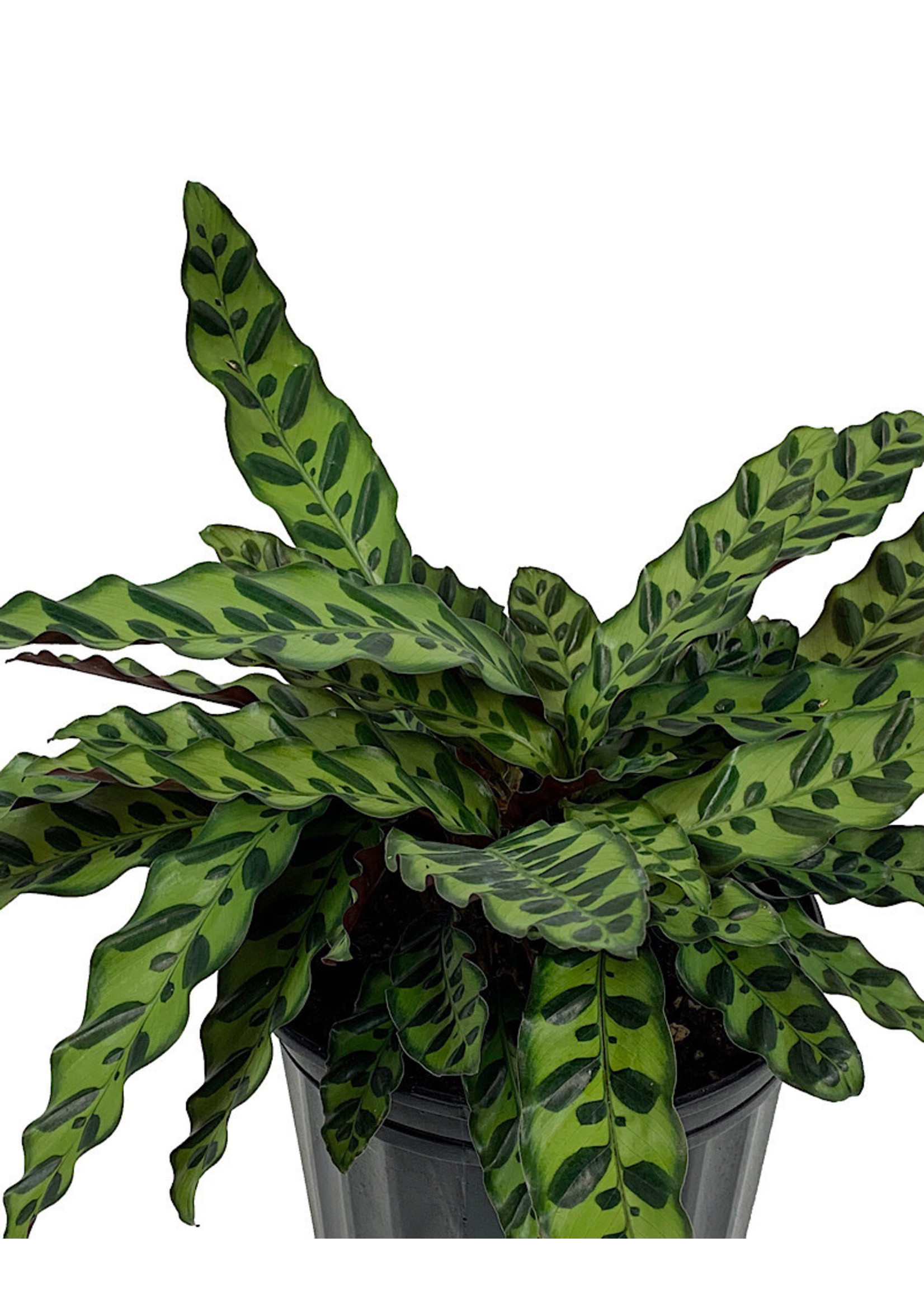 Calathea Lancifolia