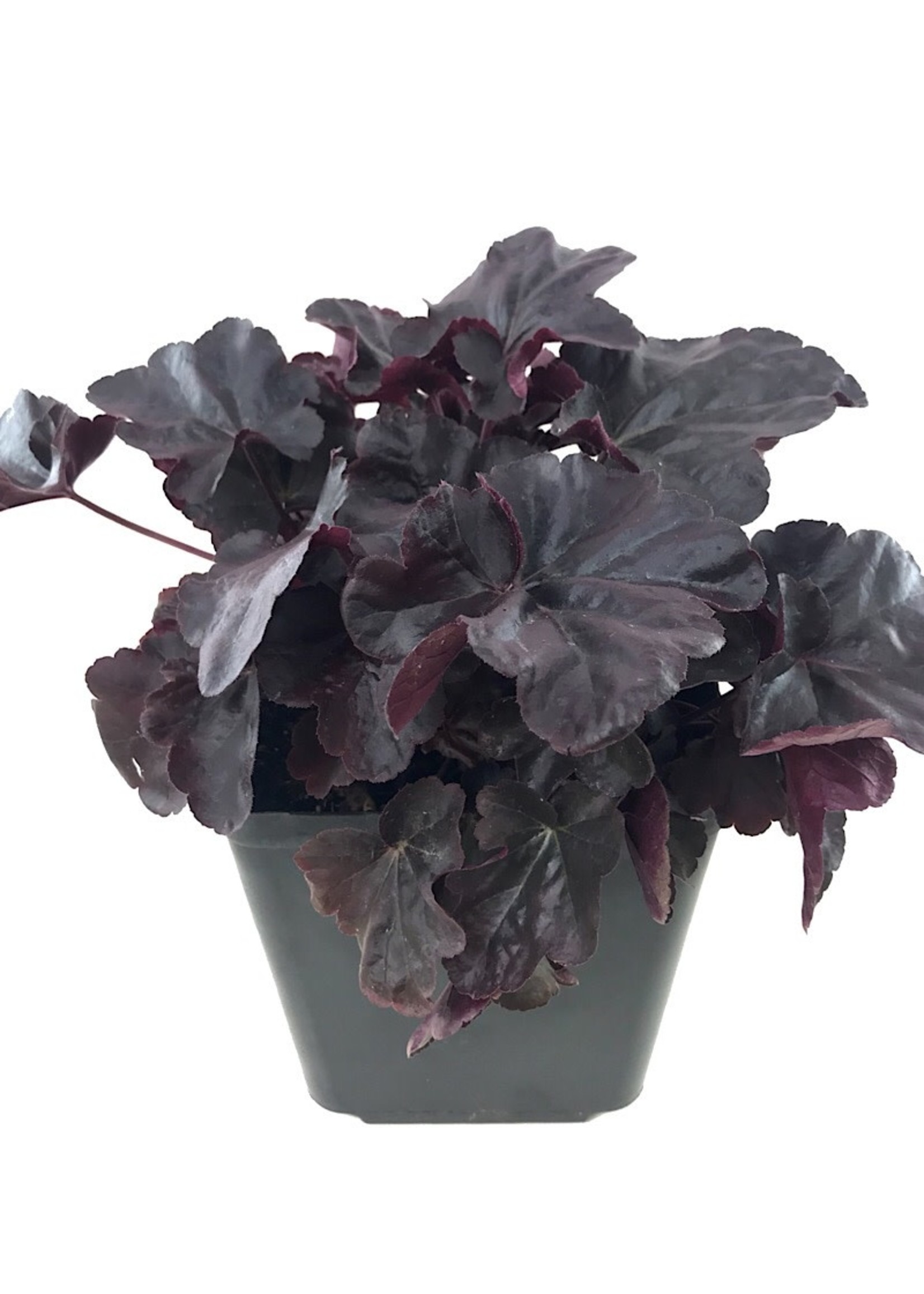 Heuchera 'Obsidian'