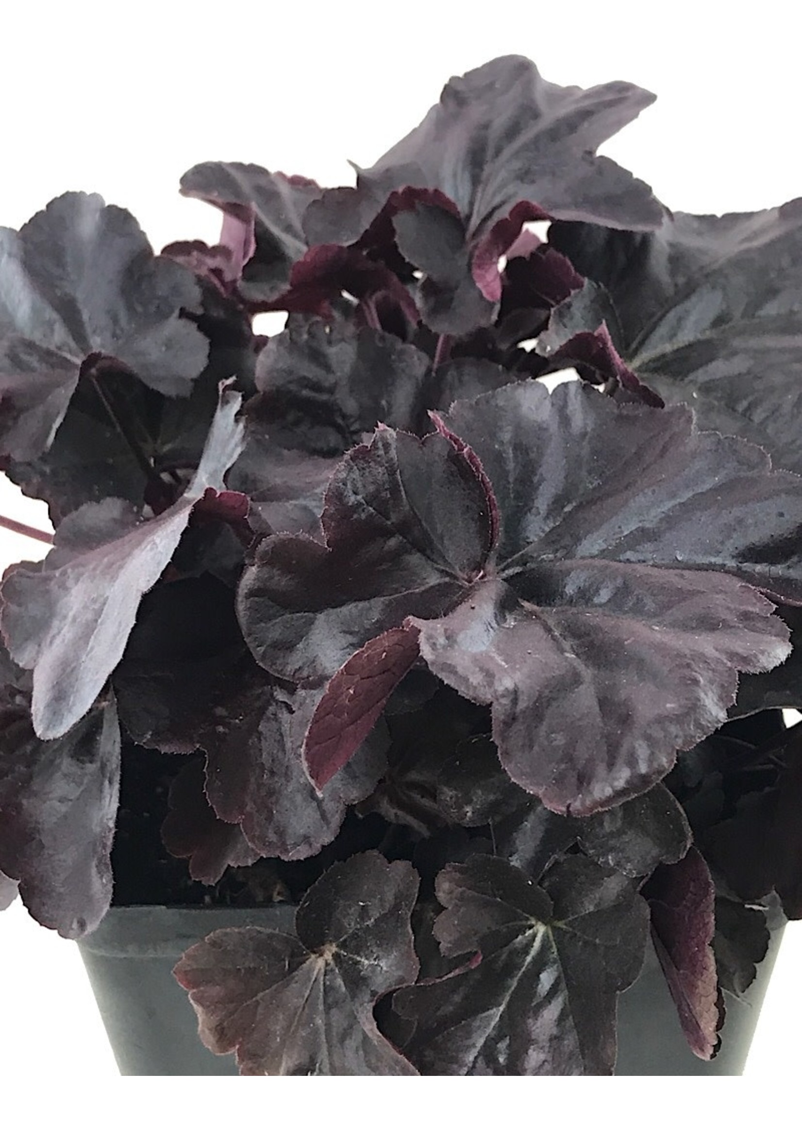 Heuchera 'Obsidian'