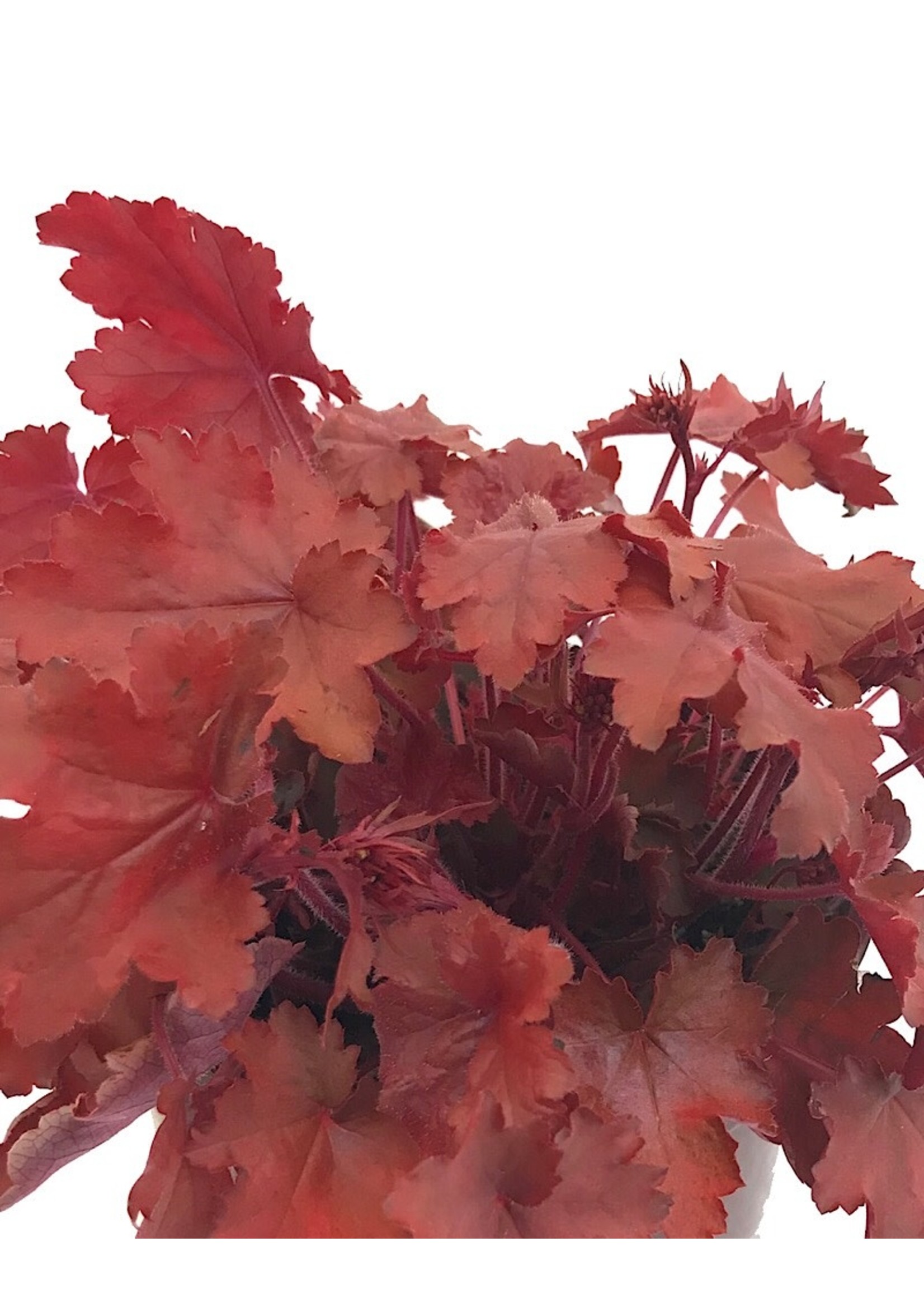 Heuchera 'Fire Chief'