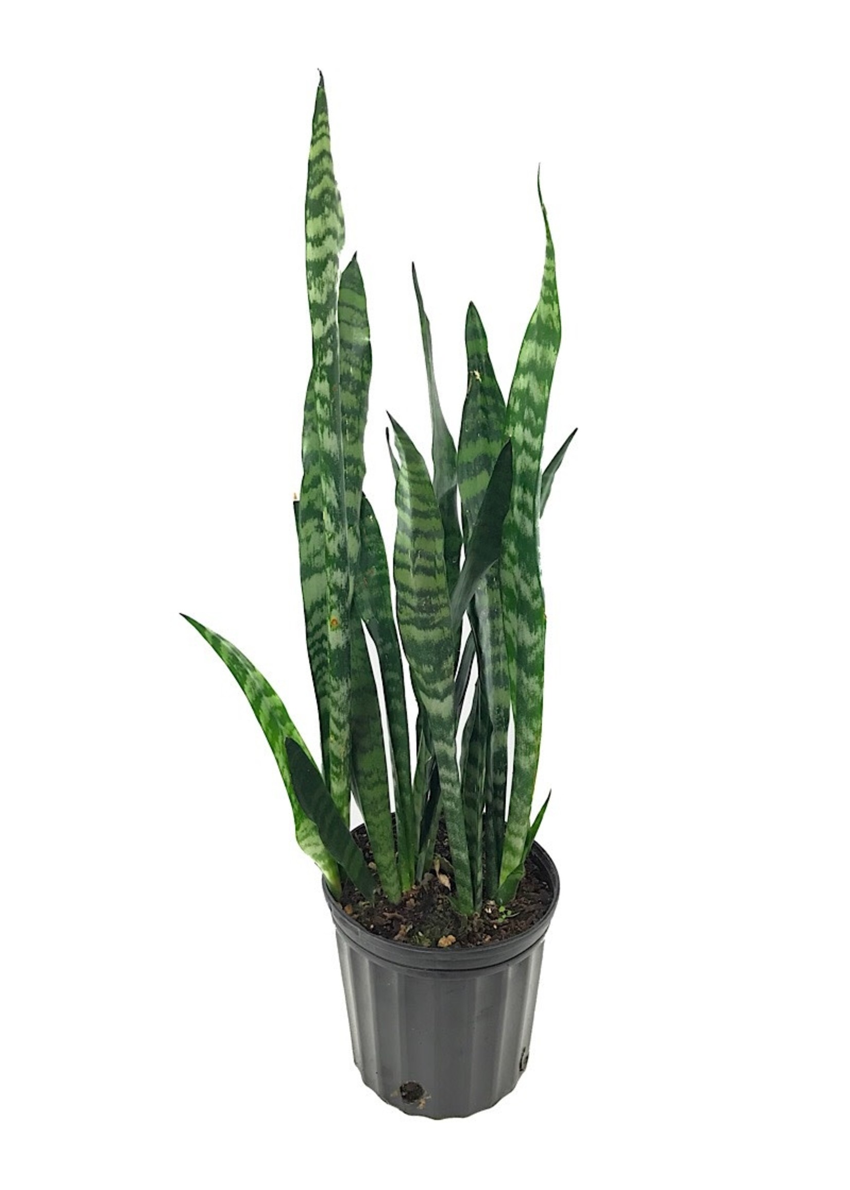 Sansevieria 'Black Coral'