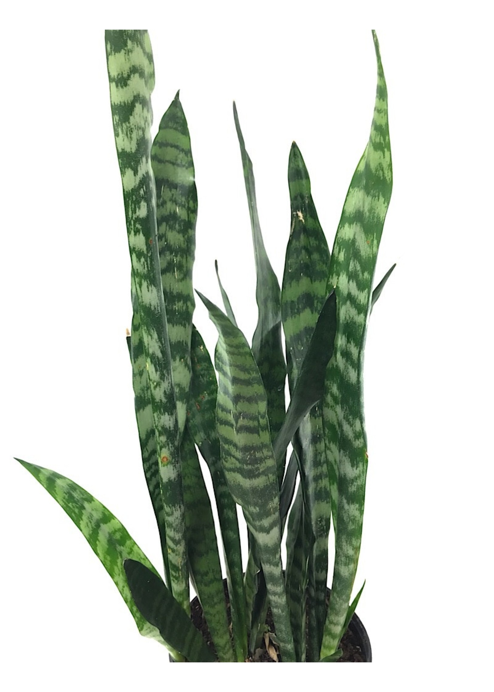 Sansevieria 'Black Coral'