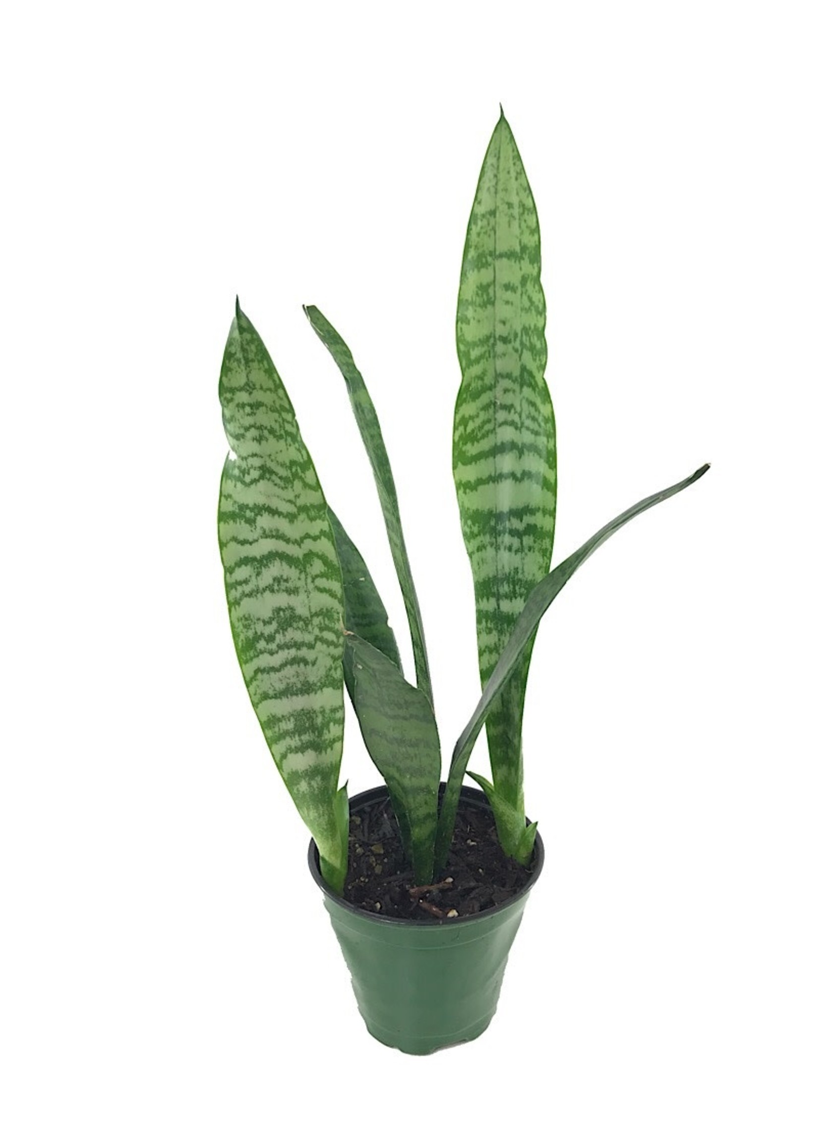 Sansevieria 'Black Coral'