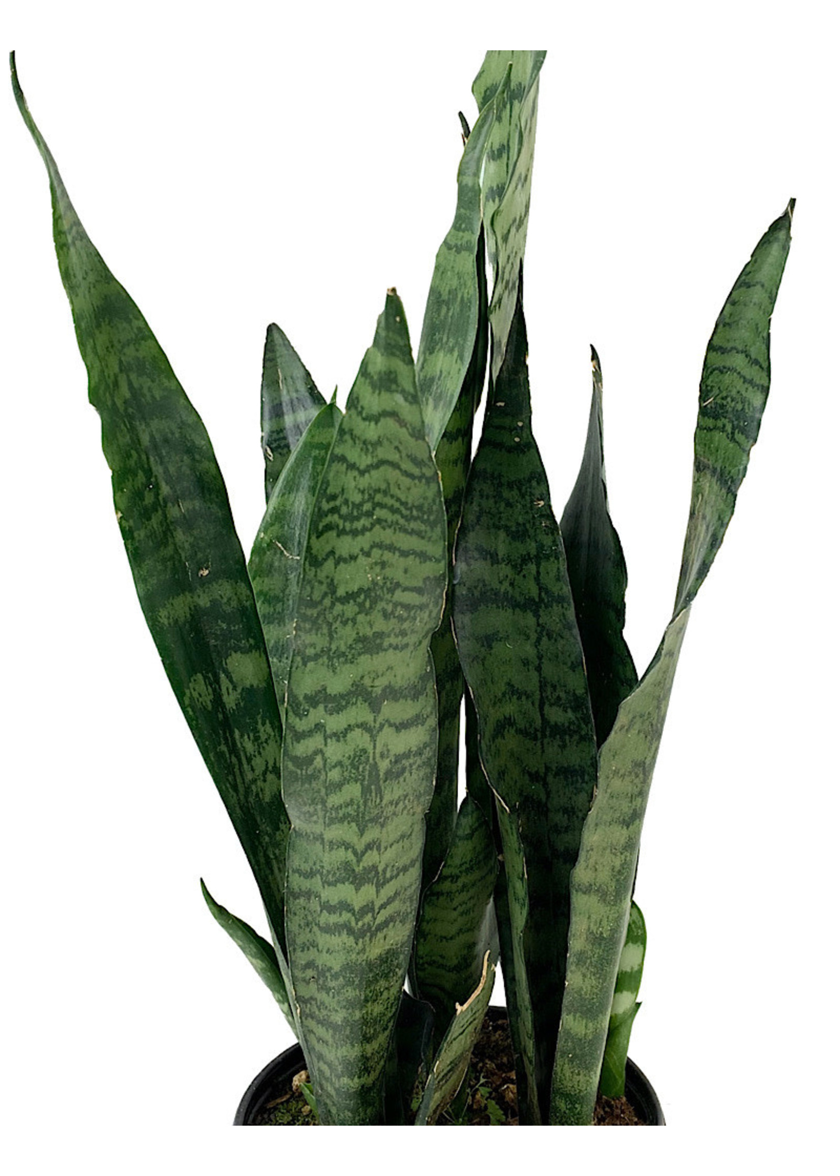 Sansevieria 'Black Coral'