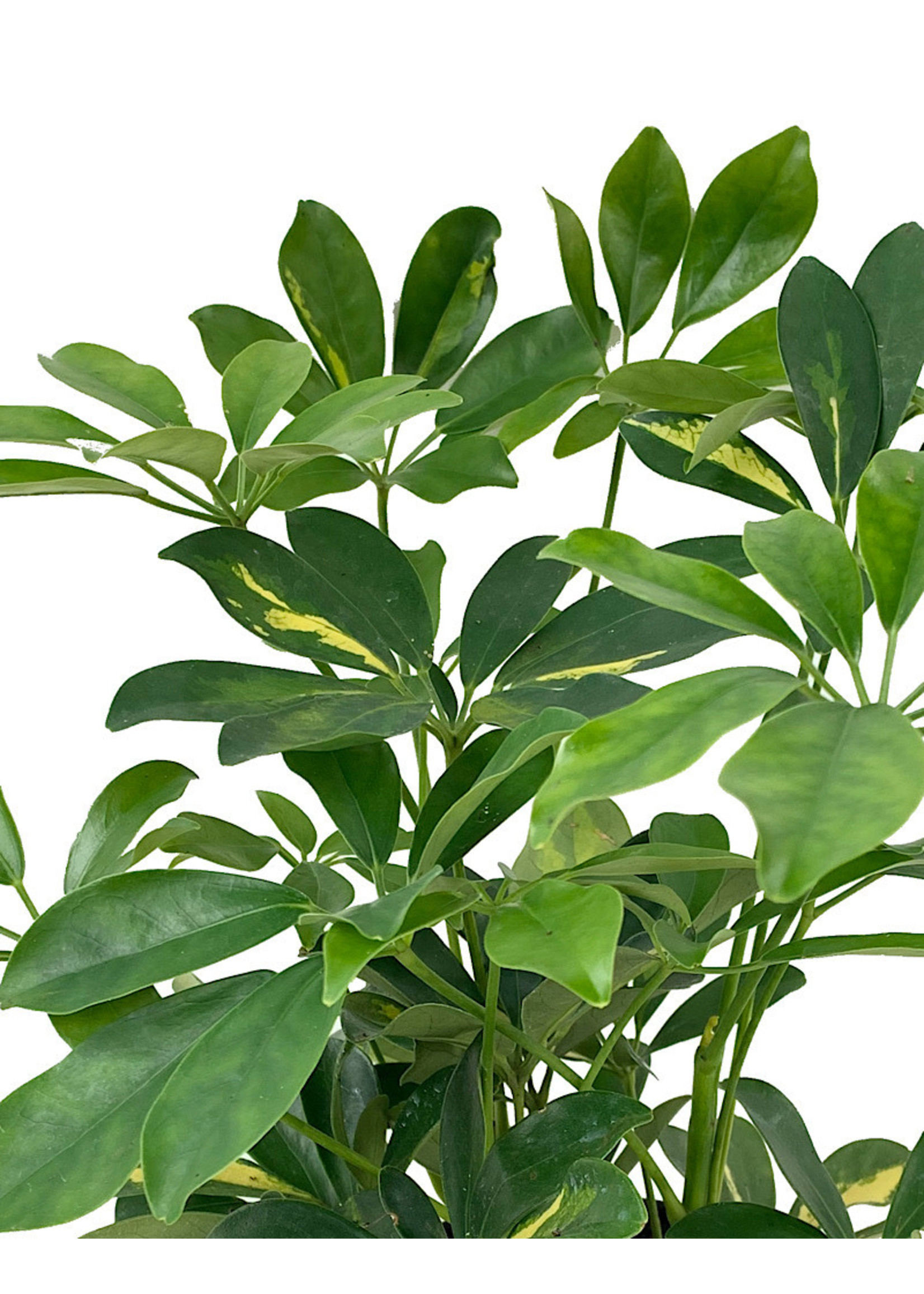 Schefflera arboricola 'Gold Capella'