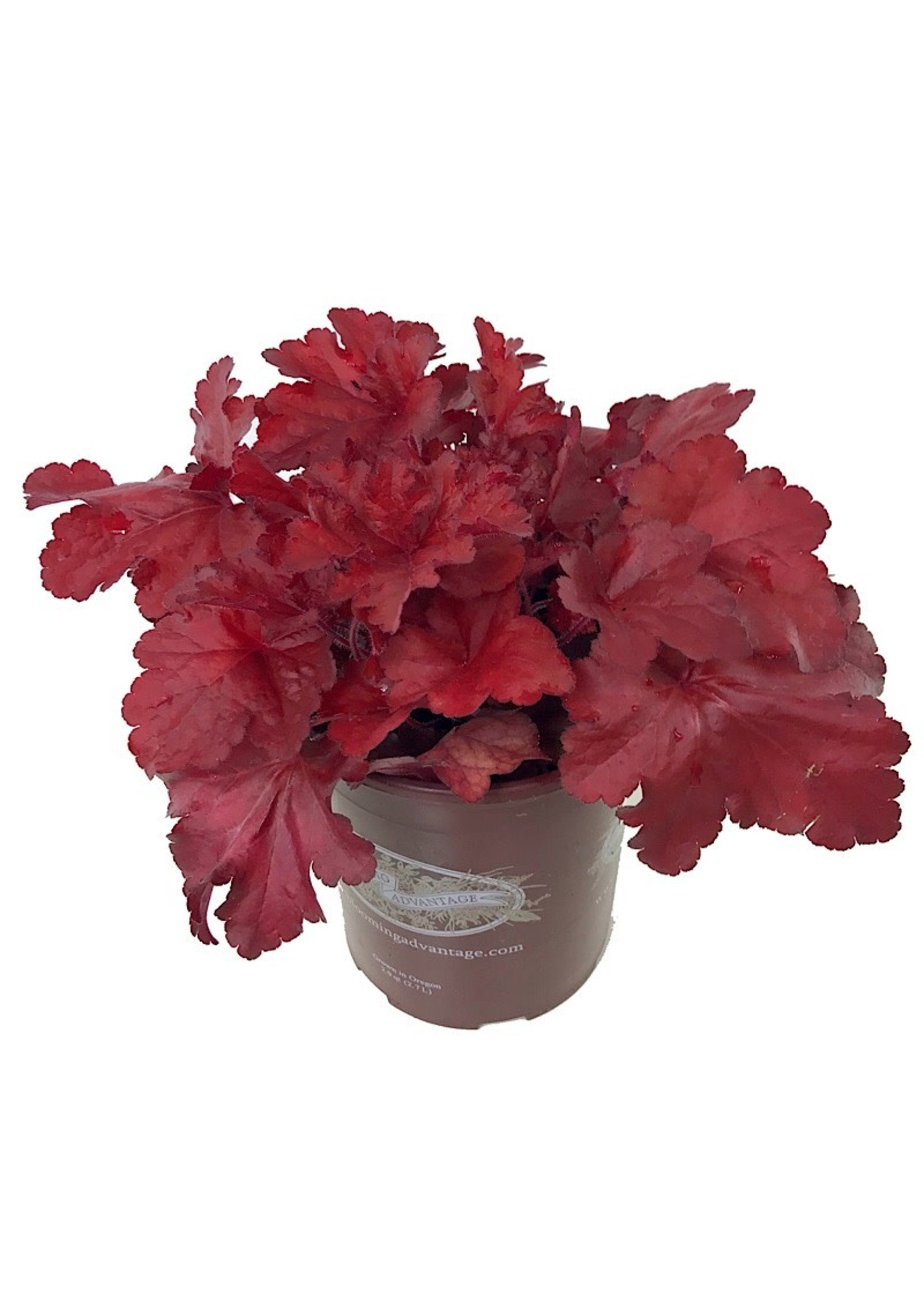 Heuchera 'Forever Red'