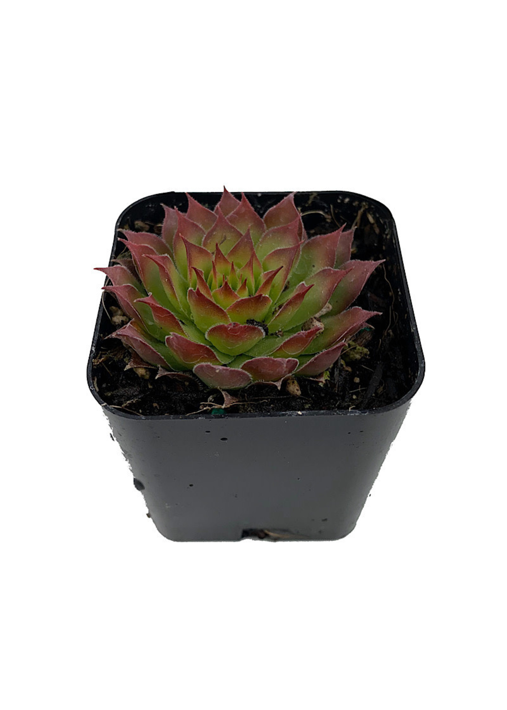 Sempervivum 'Gold Nugget'