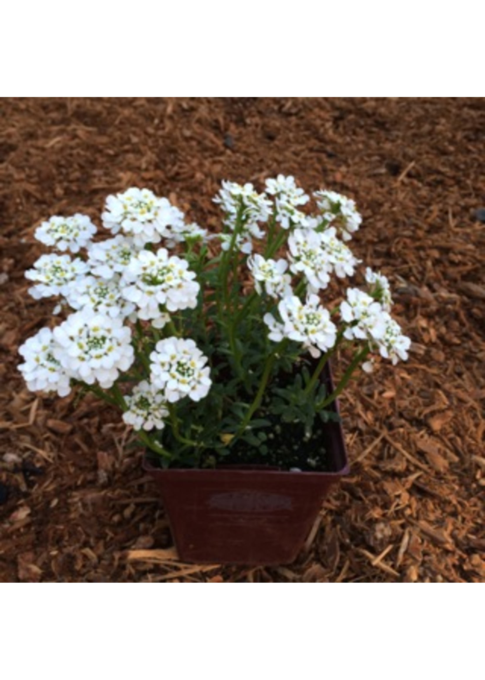 Iberis sempervirens 'Purity'