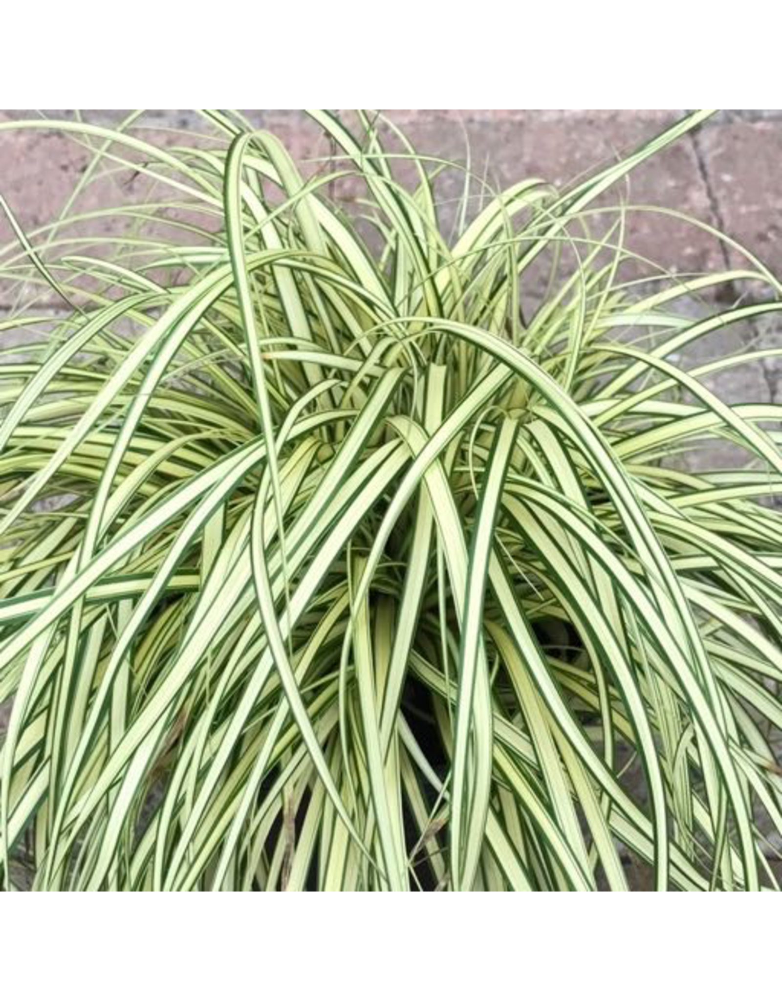 Carex oshimensis 'Evergold' - The Garden Corner