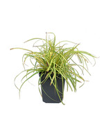 Carex oshimensis 'Evergold'