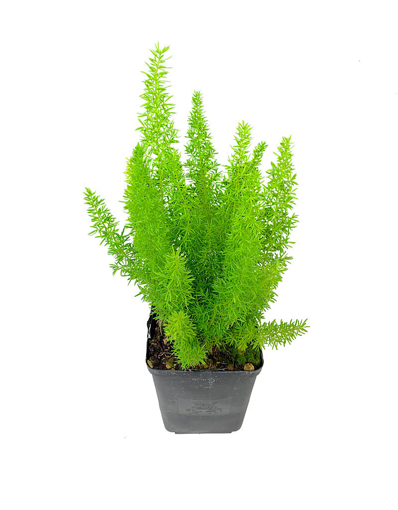 Asparagus densiflorus 'Myers' The Garden Corner