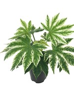 Fatsia japonica 'Spider's Web'