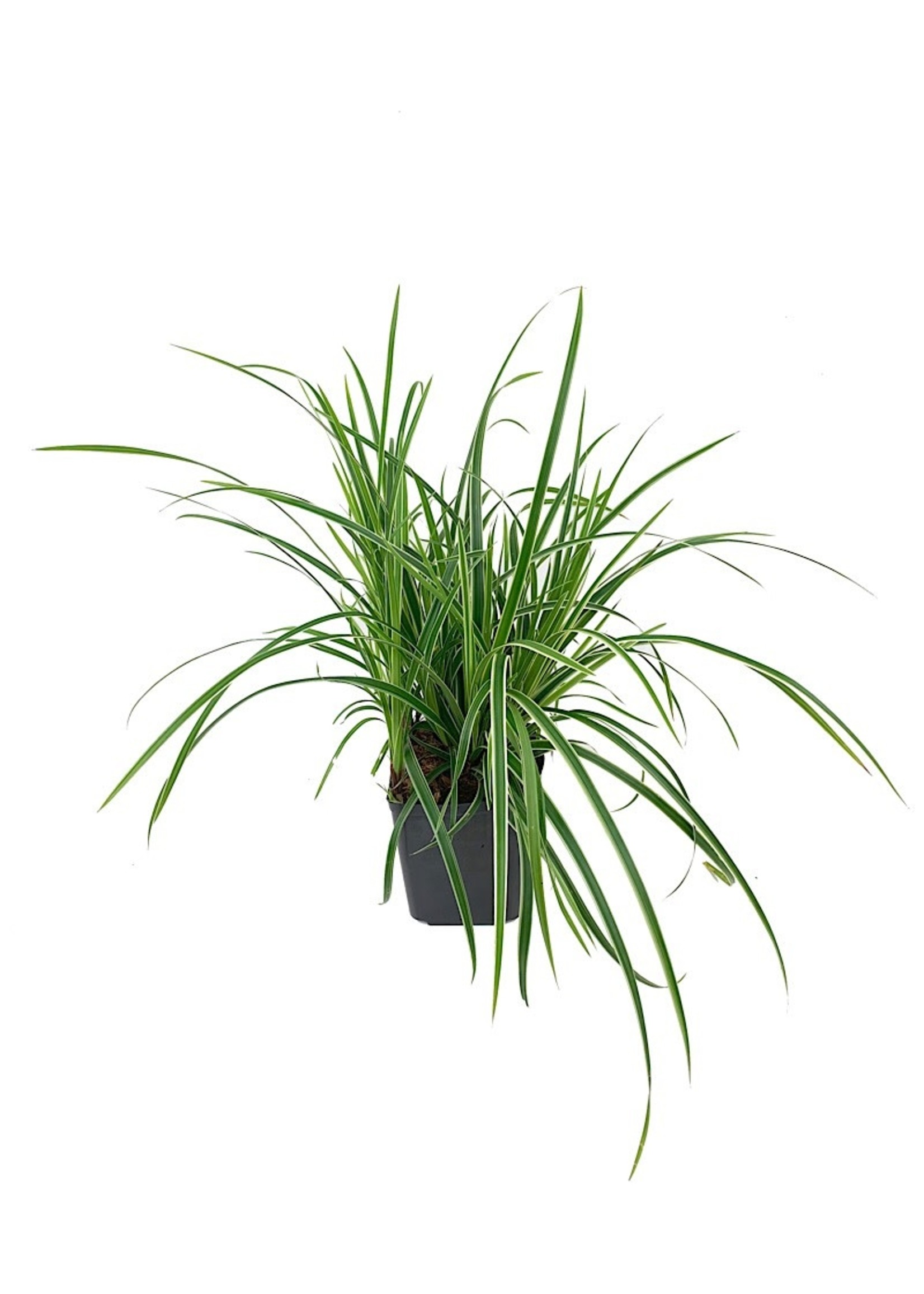 Carex morrowii 'Ice Dance'