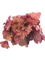 Heuchera ‘Carnival Watermelon’