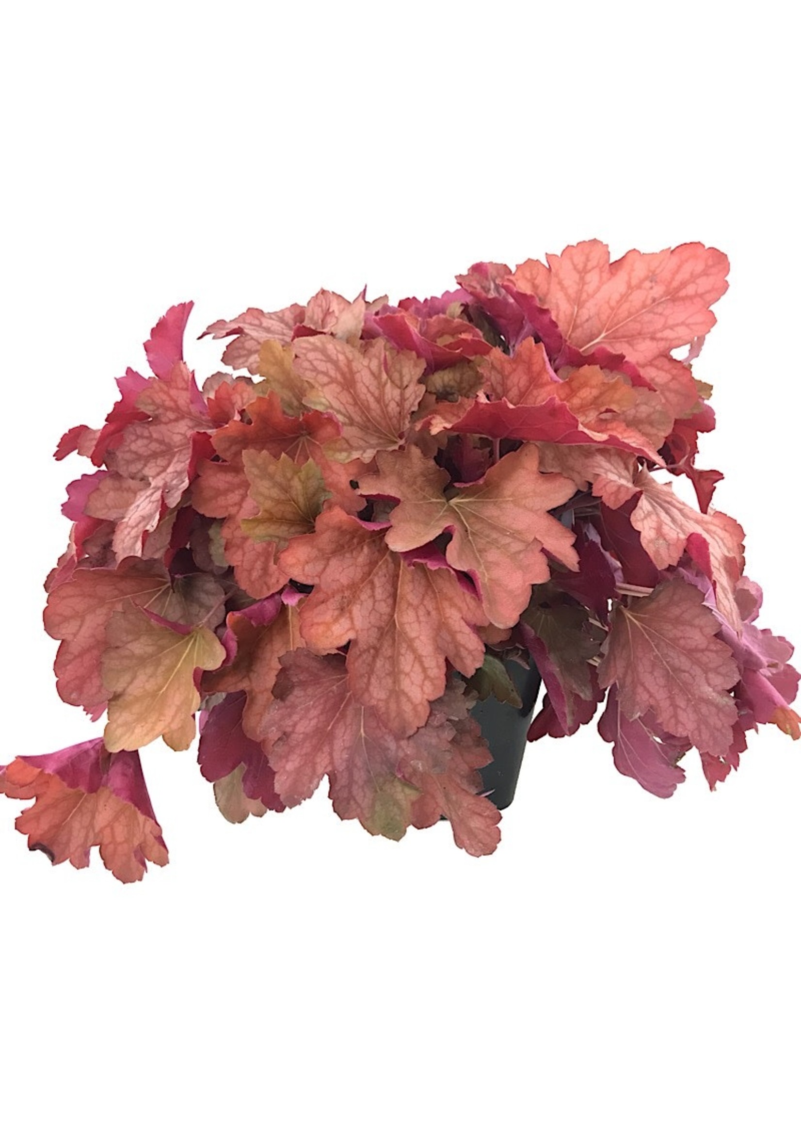 Heuchera ‘Carnival Watermelon’