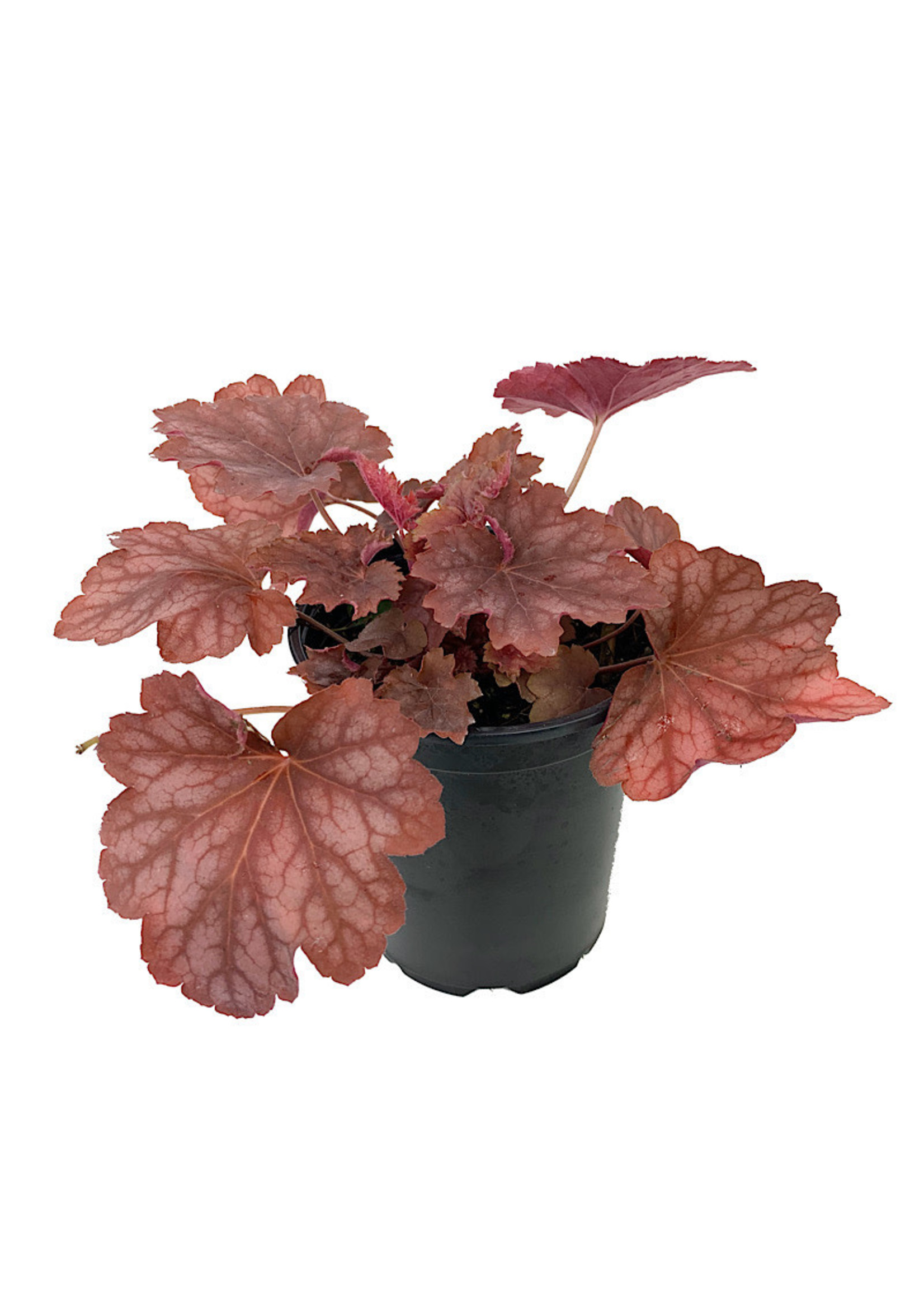 Heuchera ‘Carnival Watermelon’