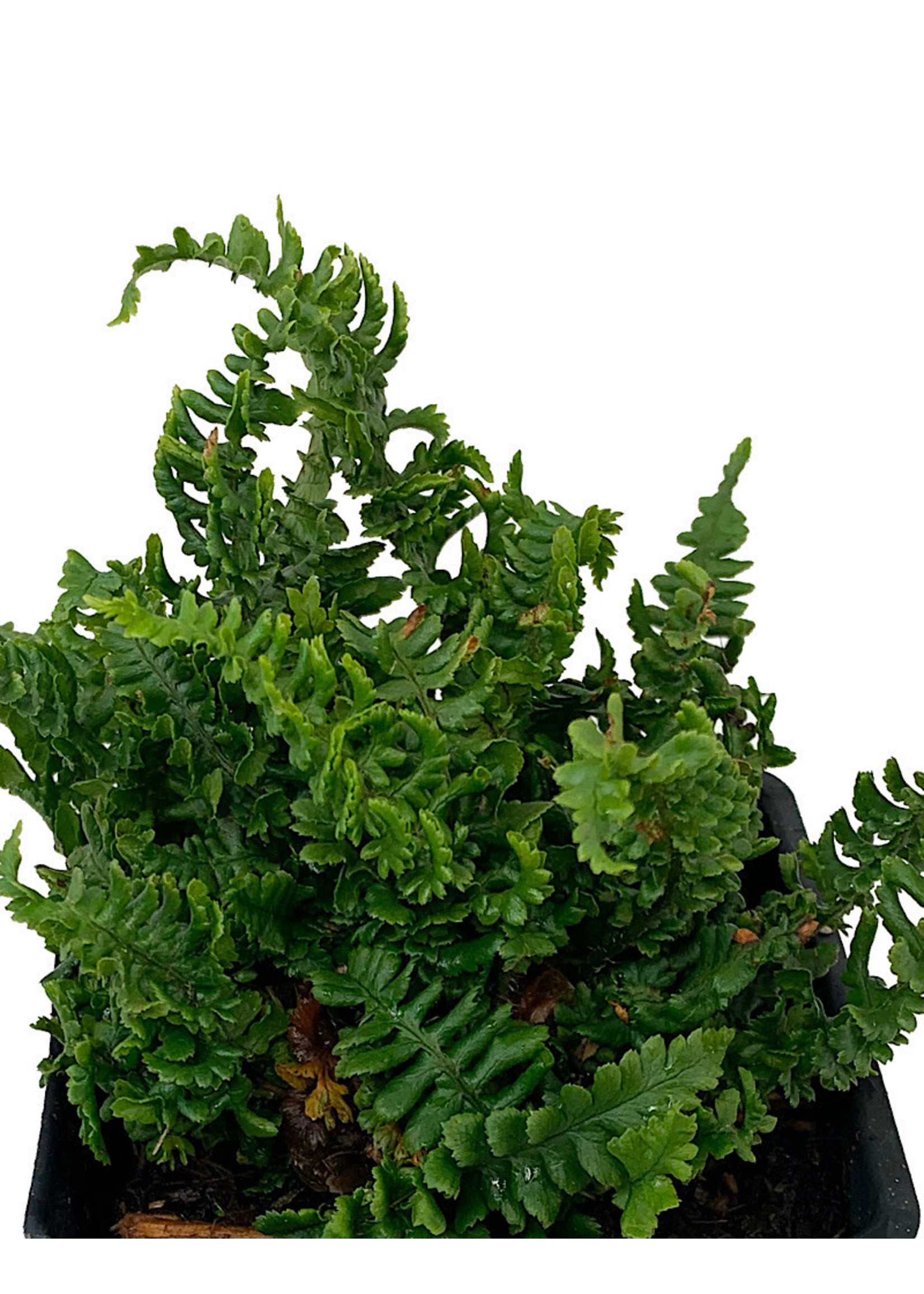 Dryopteris affinis crispa ‘Congesta’