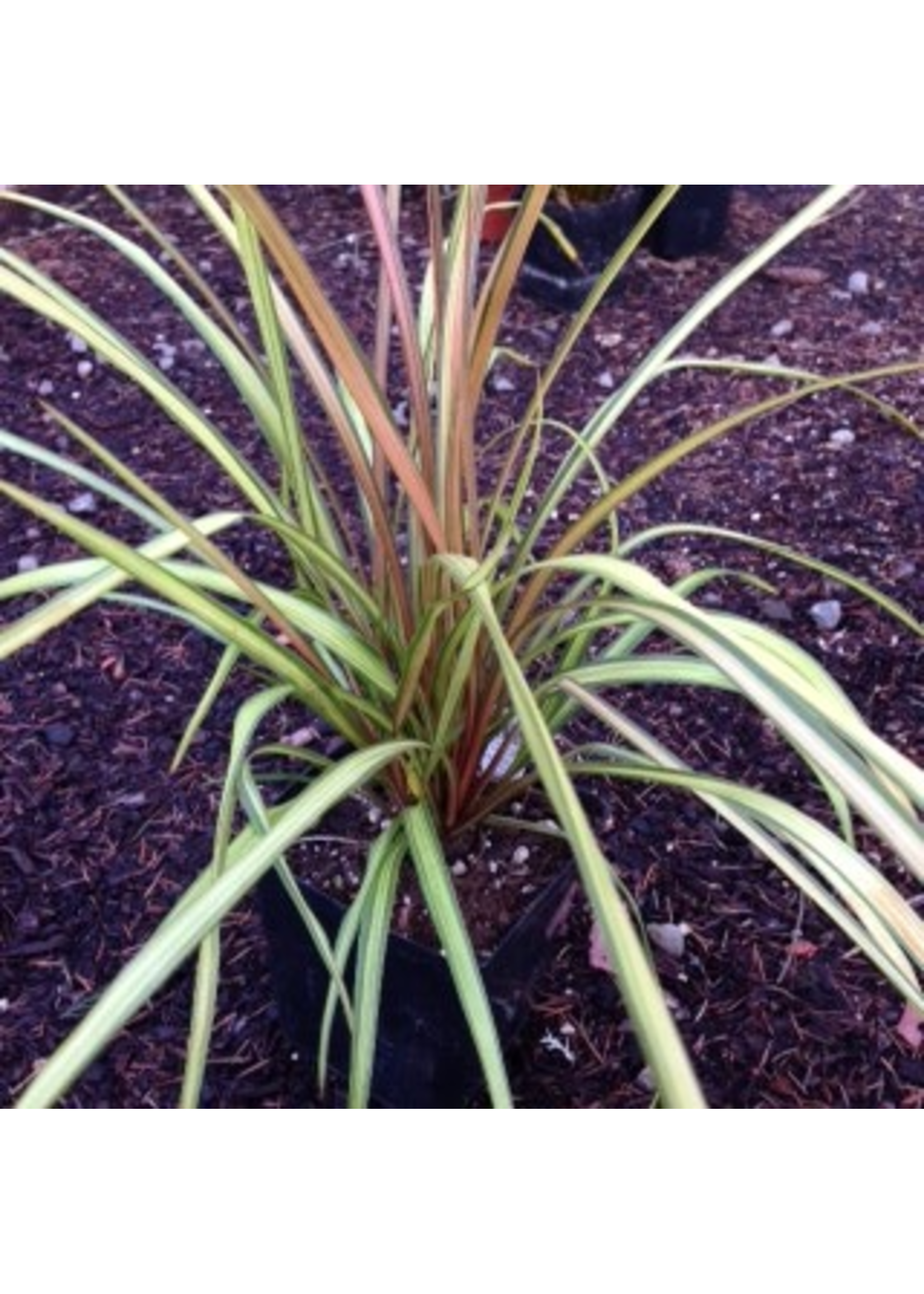 Cordyline albertii Cha Cha The Garden Corner