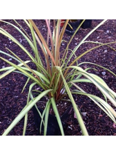 Cordyline albertii Cha Cha The Garden Corner