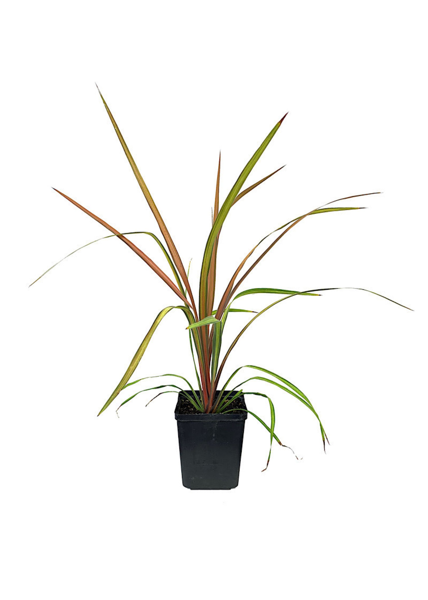 Cordyline albertii 'Cha Cha'