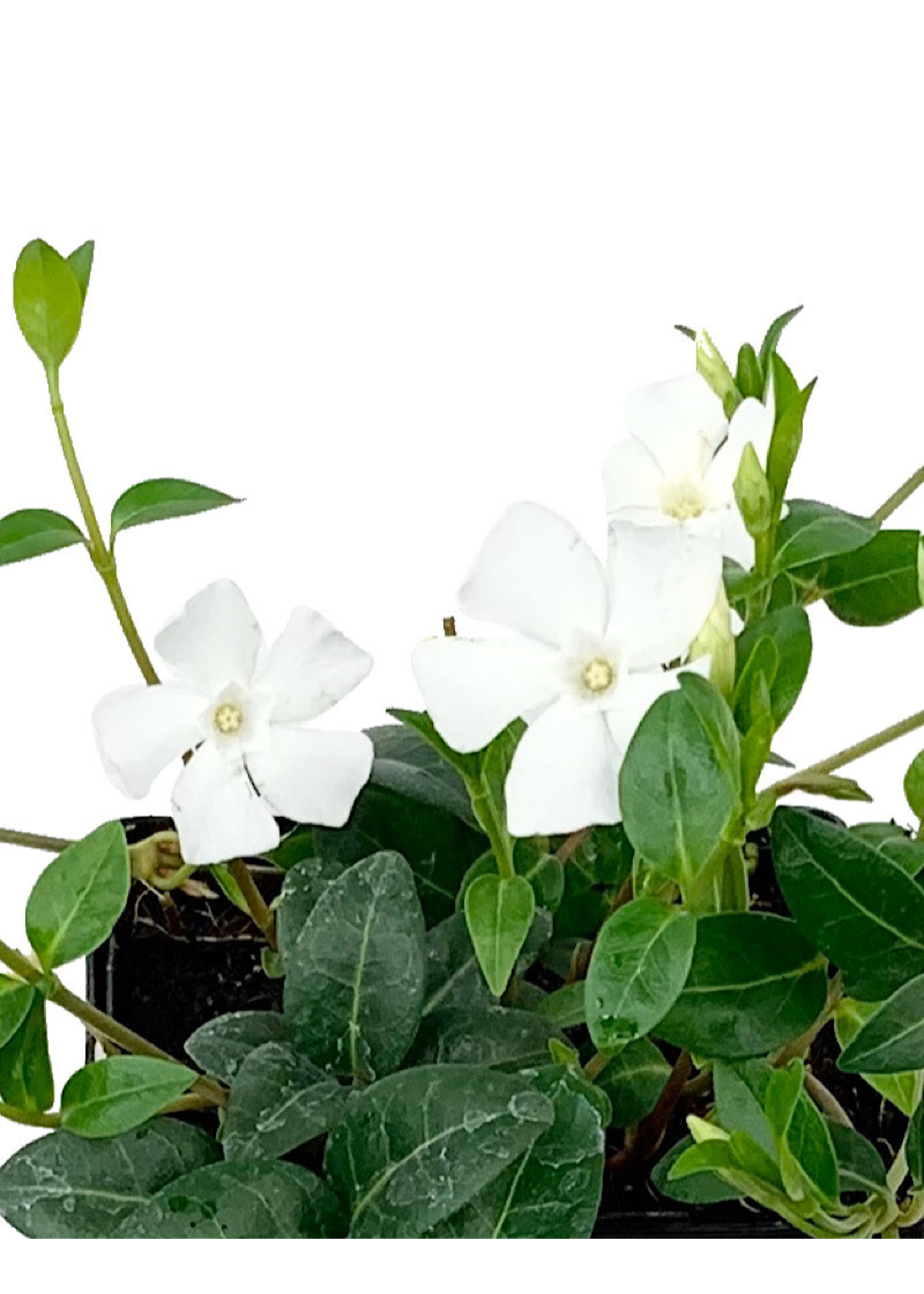 Vinca minor 'Alba'