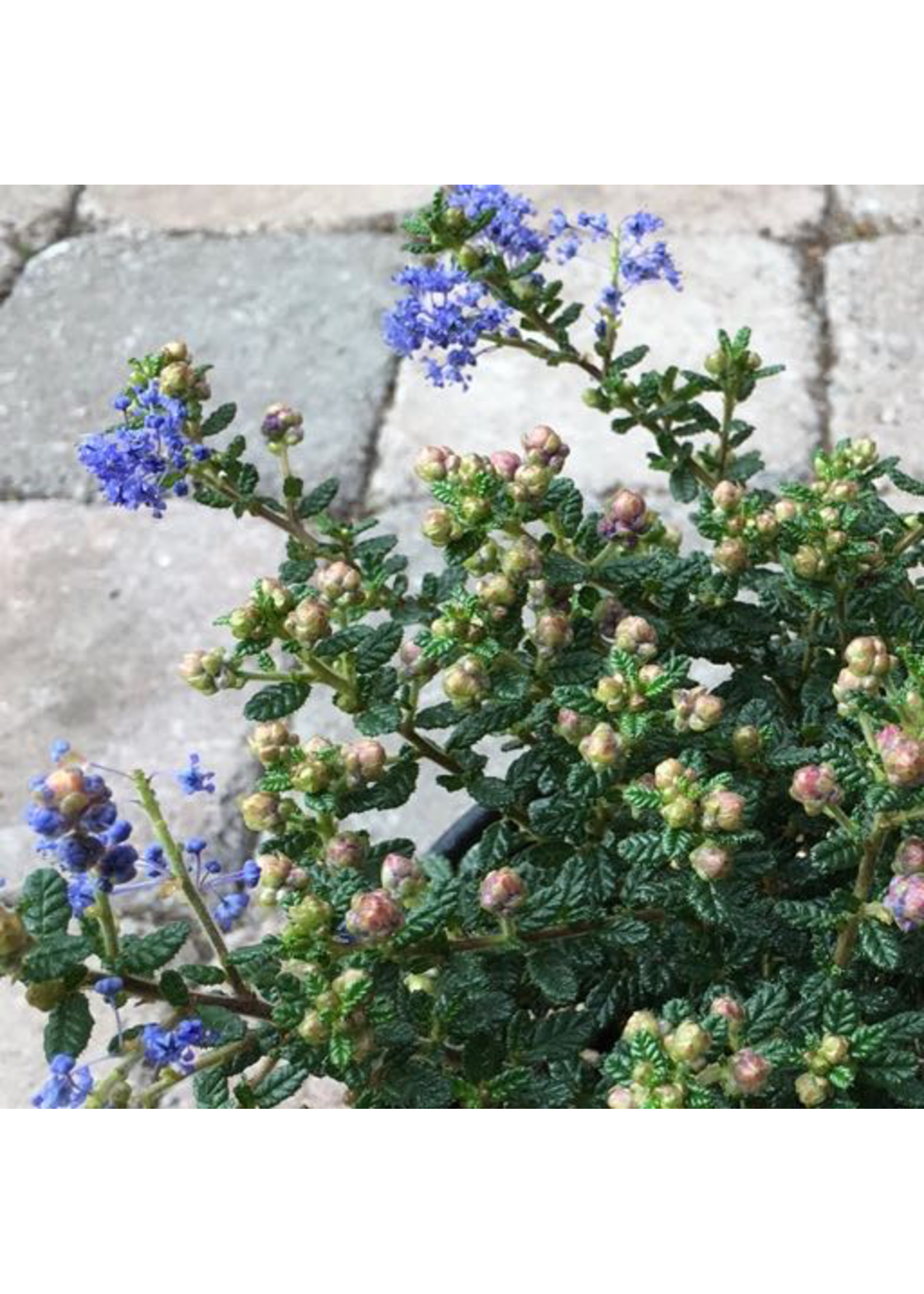 Ceanothus 'Dark Star'