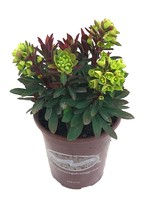 Euphorbia x martinii 'Redwing'