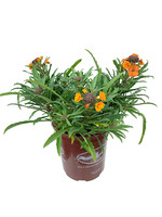 Erysimum ‘Apricot Twist’